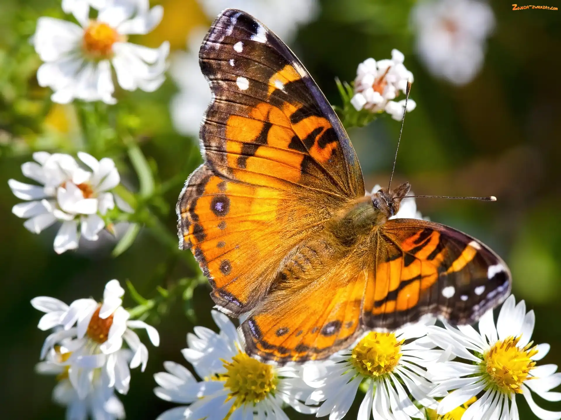 Kwiaty, Motyl, Białe