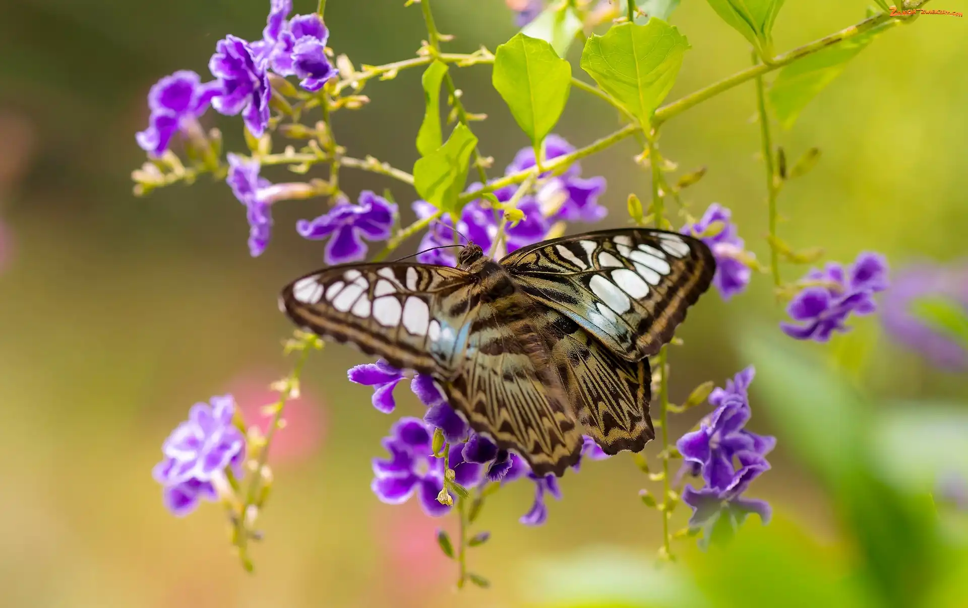Kwiaty, Motyl, Duranta