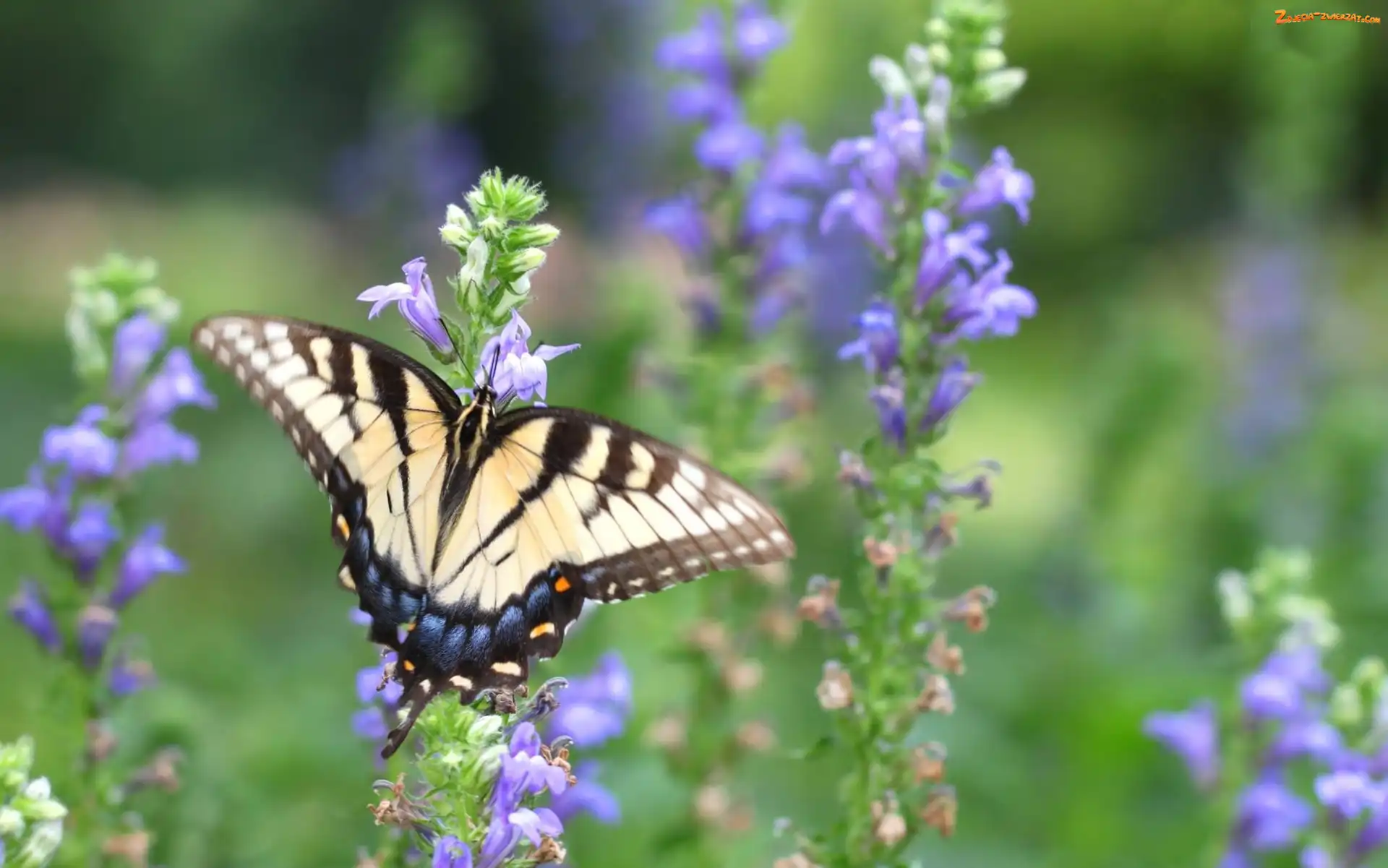 Kwiaty, Motyl, Fioletowe