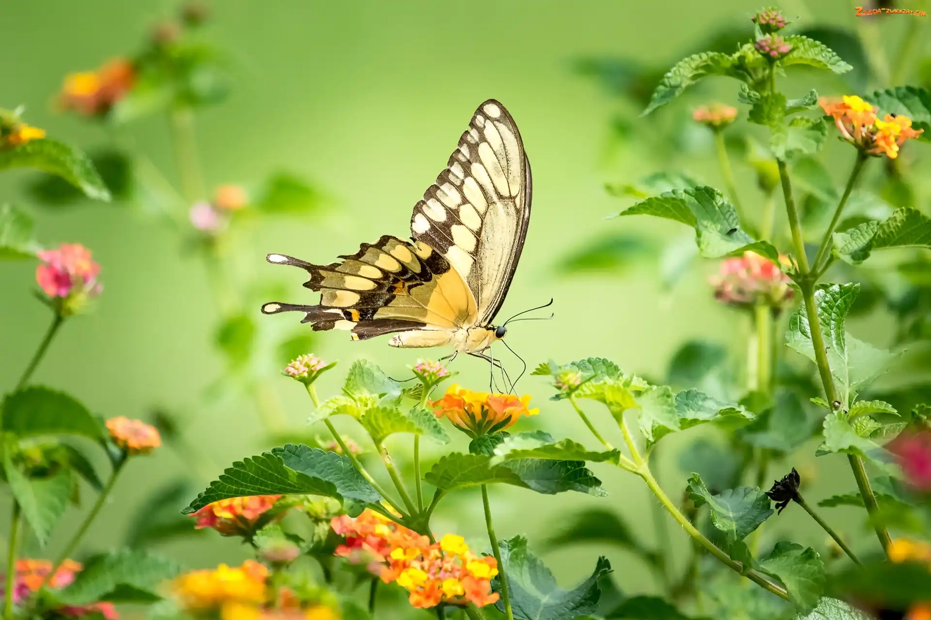 Paź królowej, Kwiaty, Motyl, Kolorowe