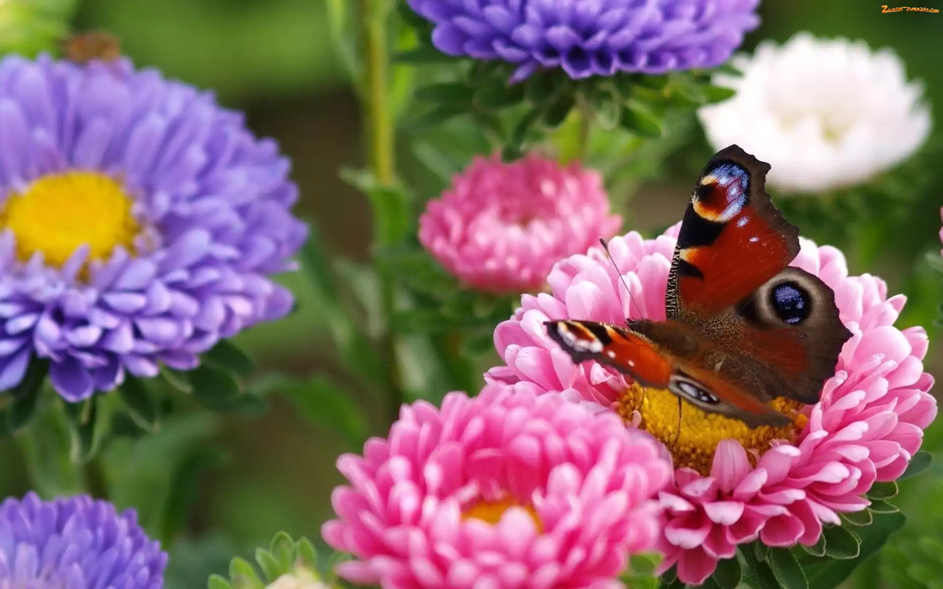 Kwiaty, Motyl, Kolorowe