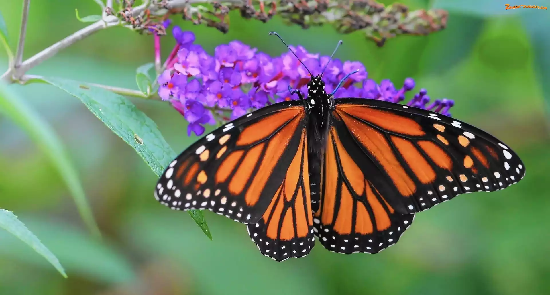 Kwiaty, Motyl, Monarch