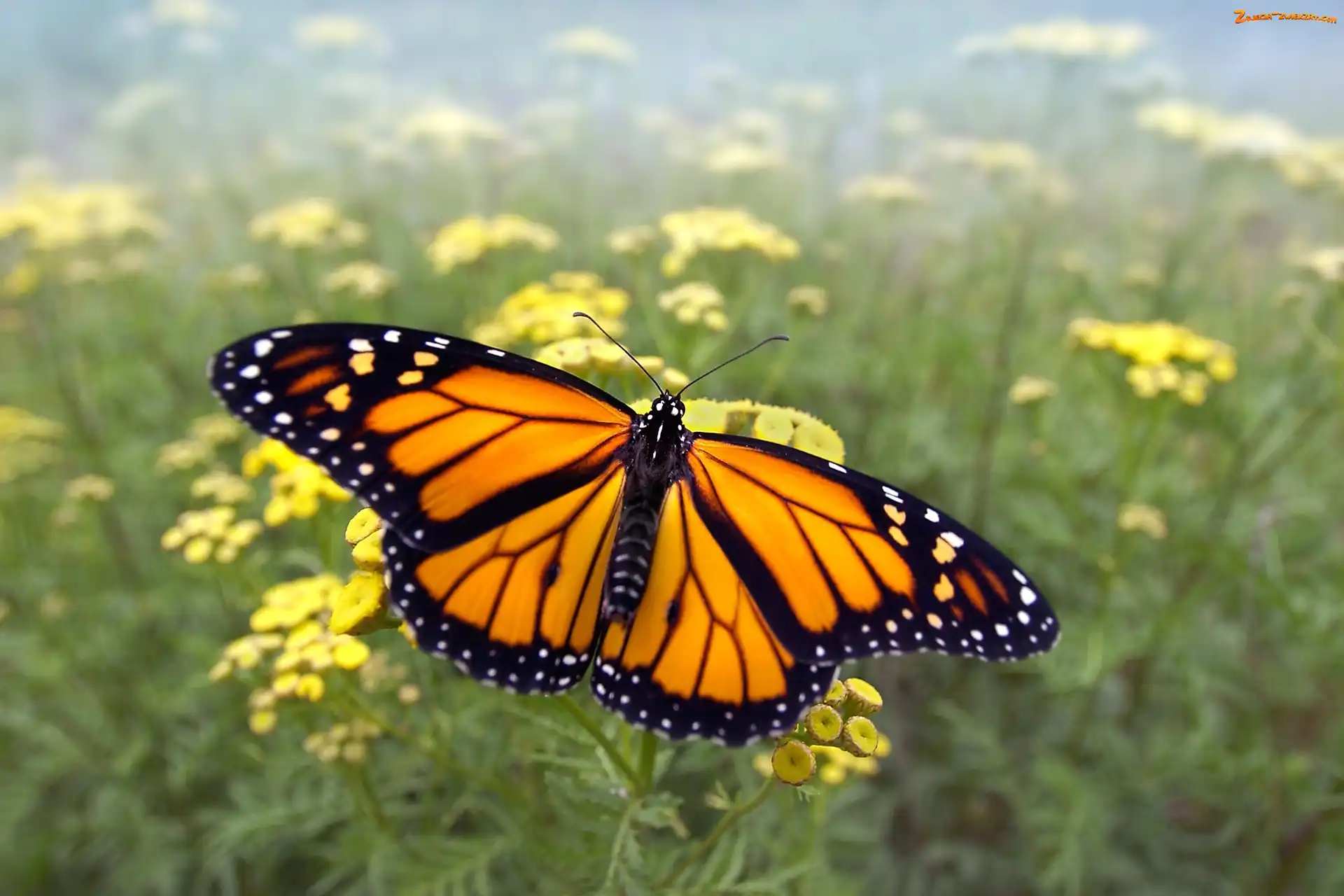Kwiaty, Motyl, Monarch
