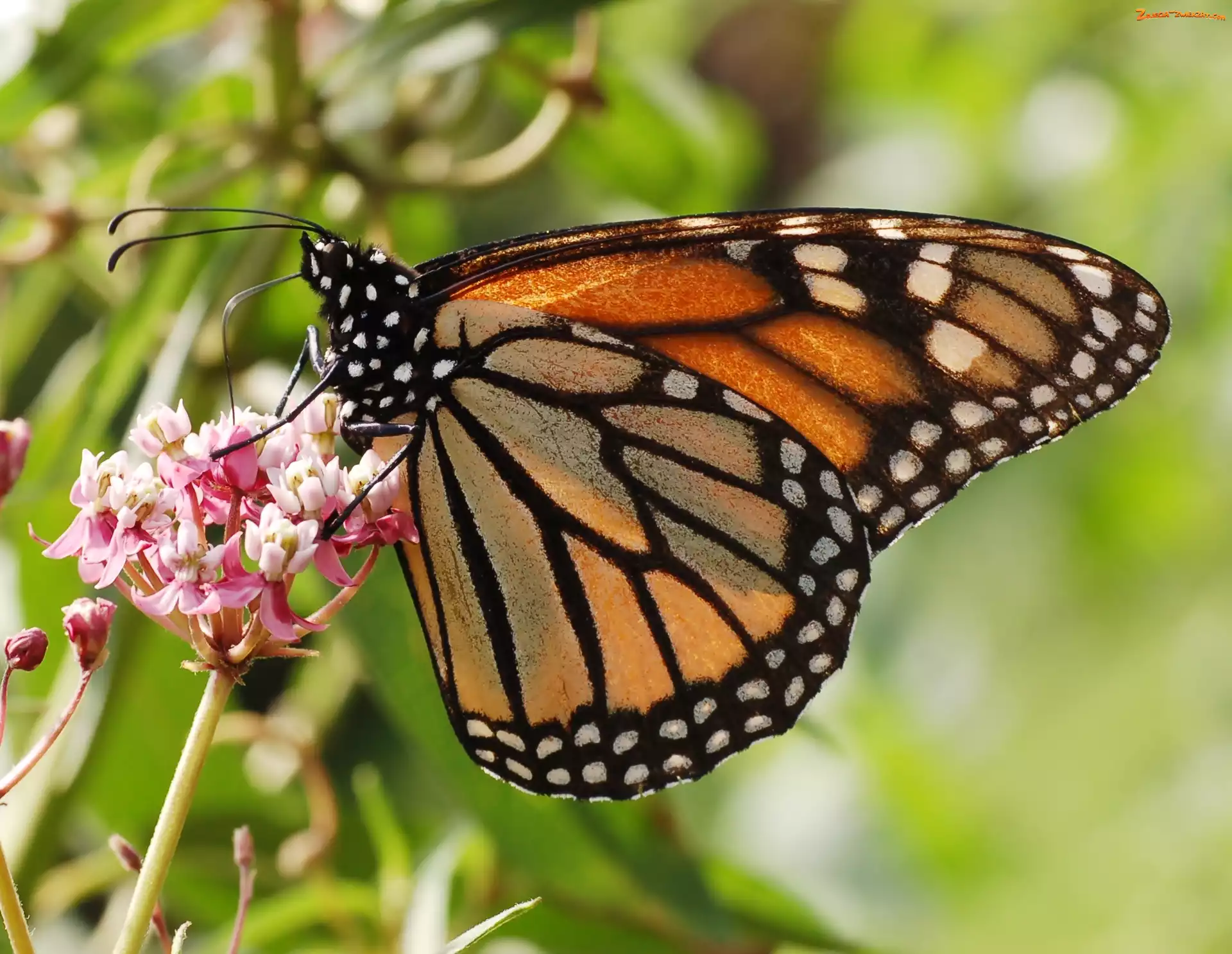 Kwiaty, Motyl, Monarch