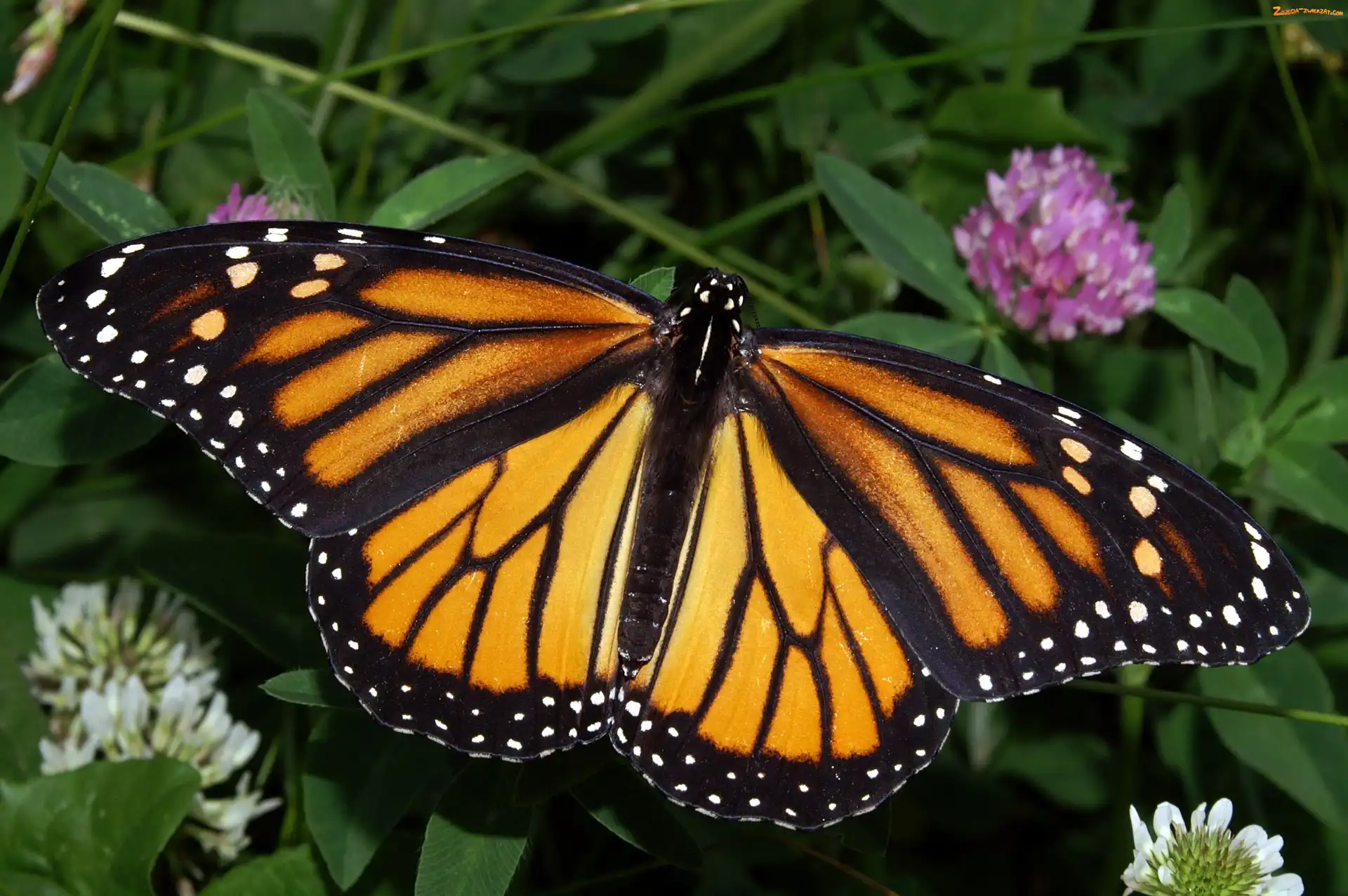 Kwiaty, Motyl, Monarch