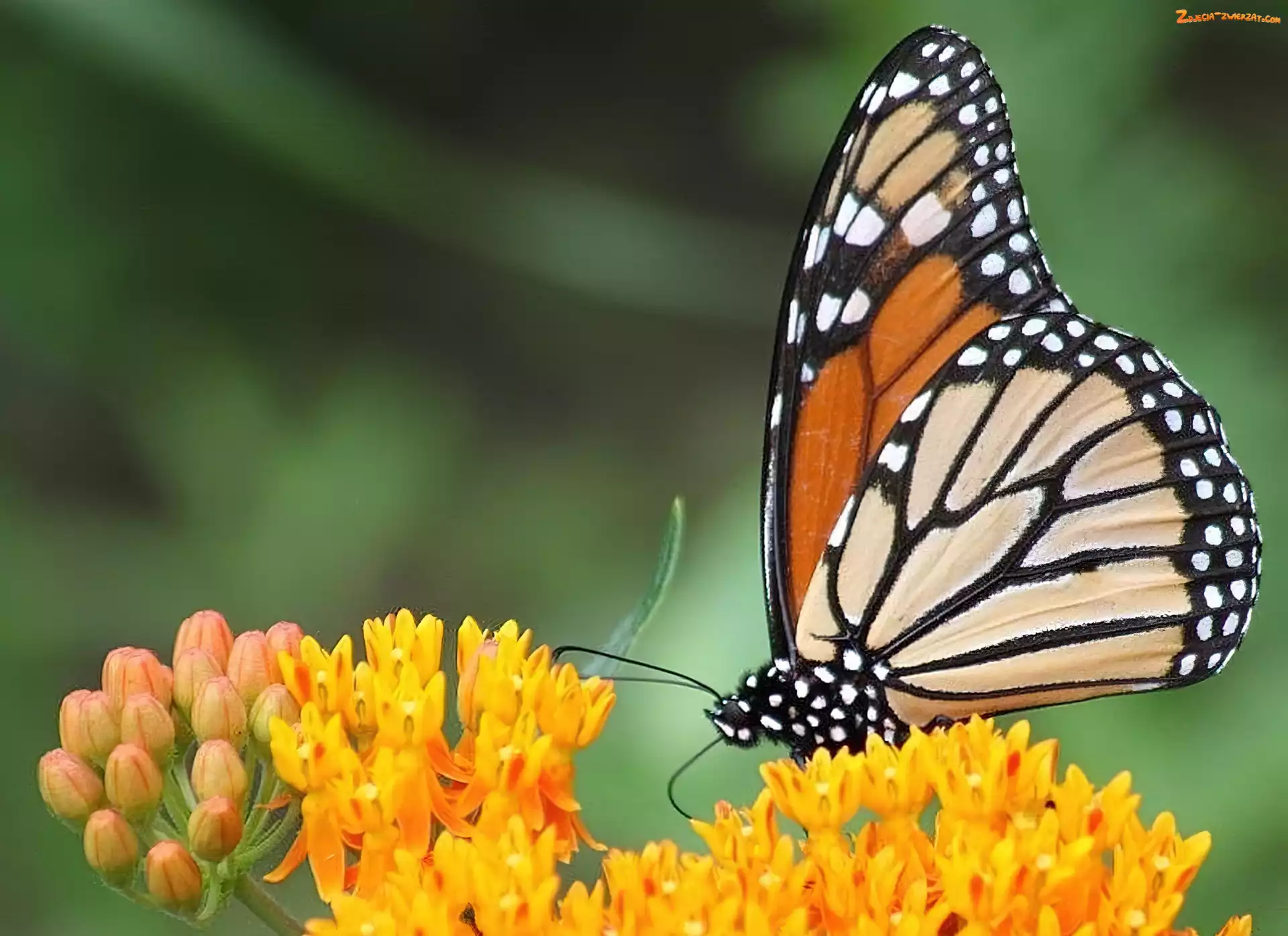 Monarcha, Kwiaty, Motyl, Żółte