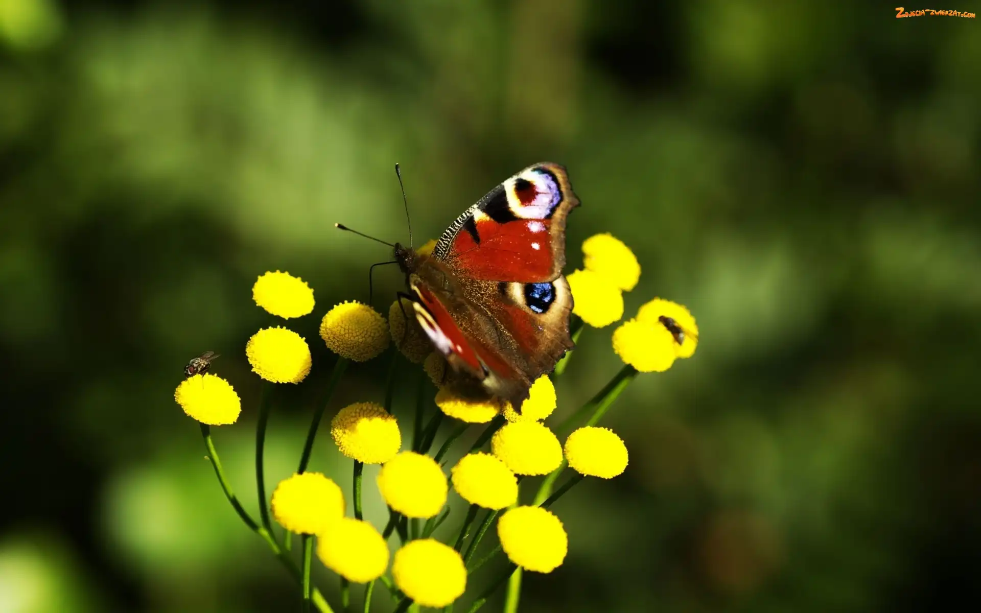Rusałka pawik, Kwiaty, Motyl, Żółte