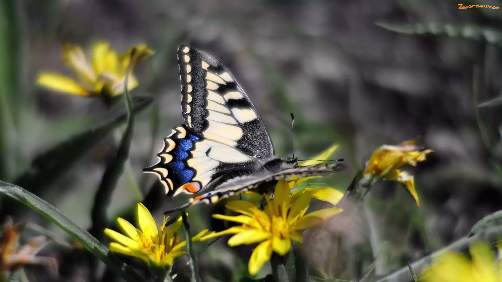 Paź królowej, Kwiaty, Motyl, Żółte