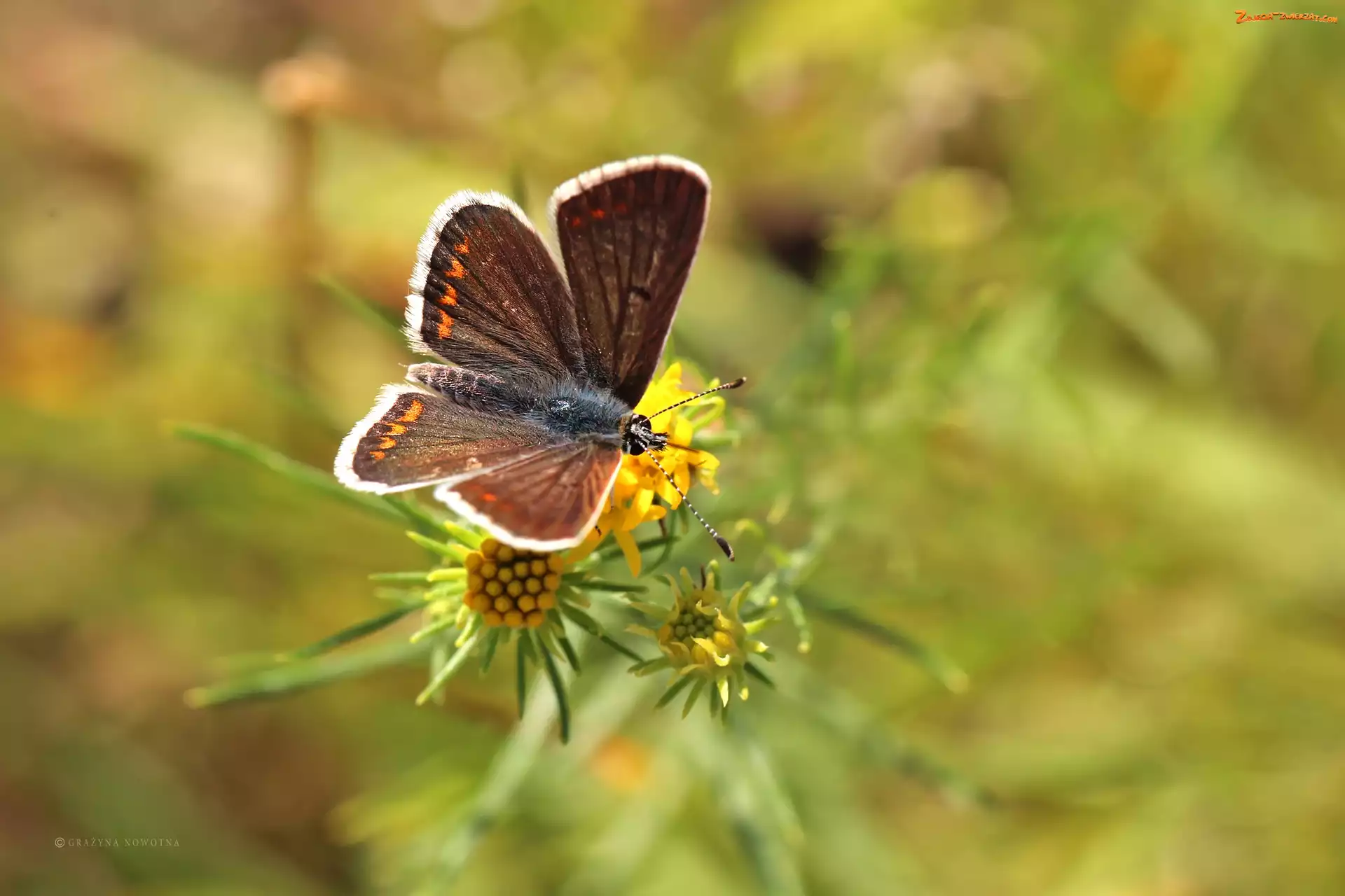 Kwiaty, Motyl, Owad