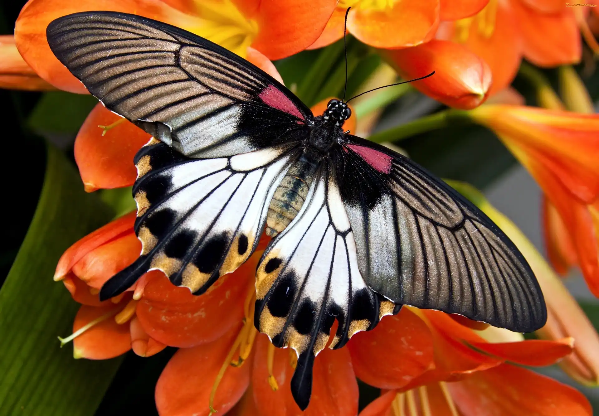 Kwiaty, Motyl, Pomarańczowe
