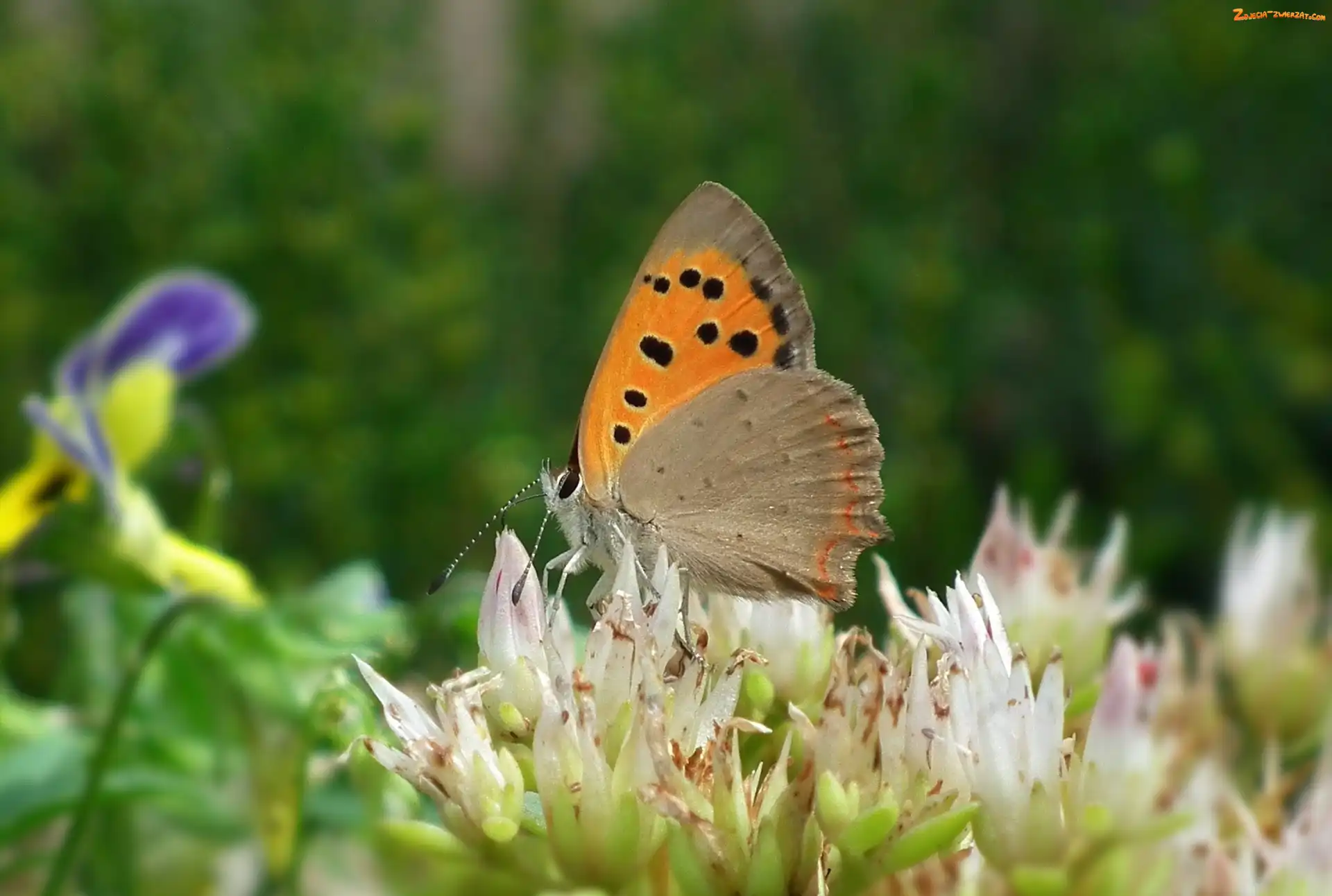 Kwiaty, Motyl, Przestrojnik