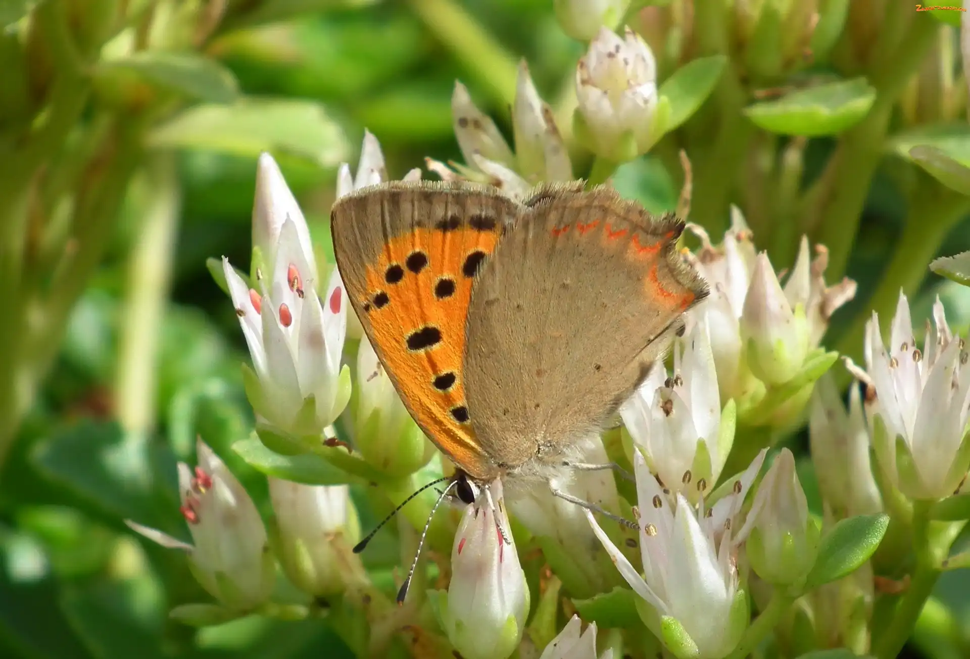 Kwiaty, Motyl, Przestrojnik