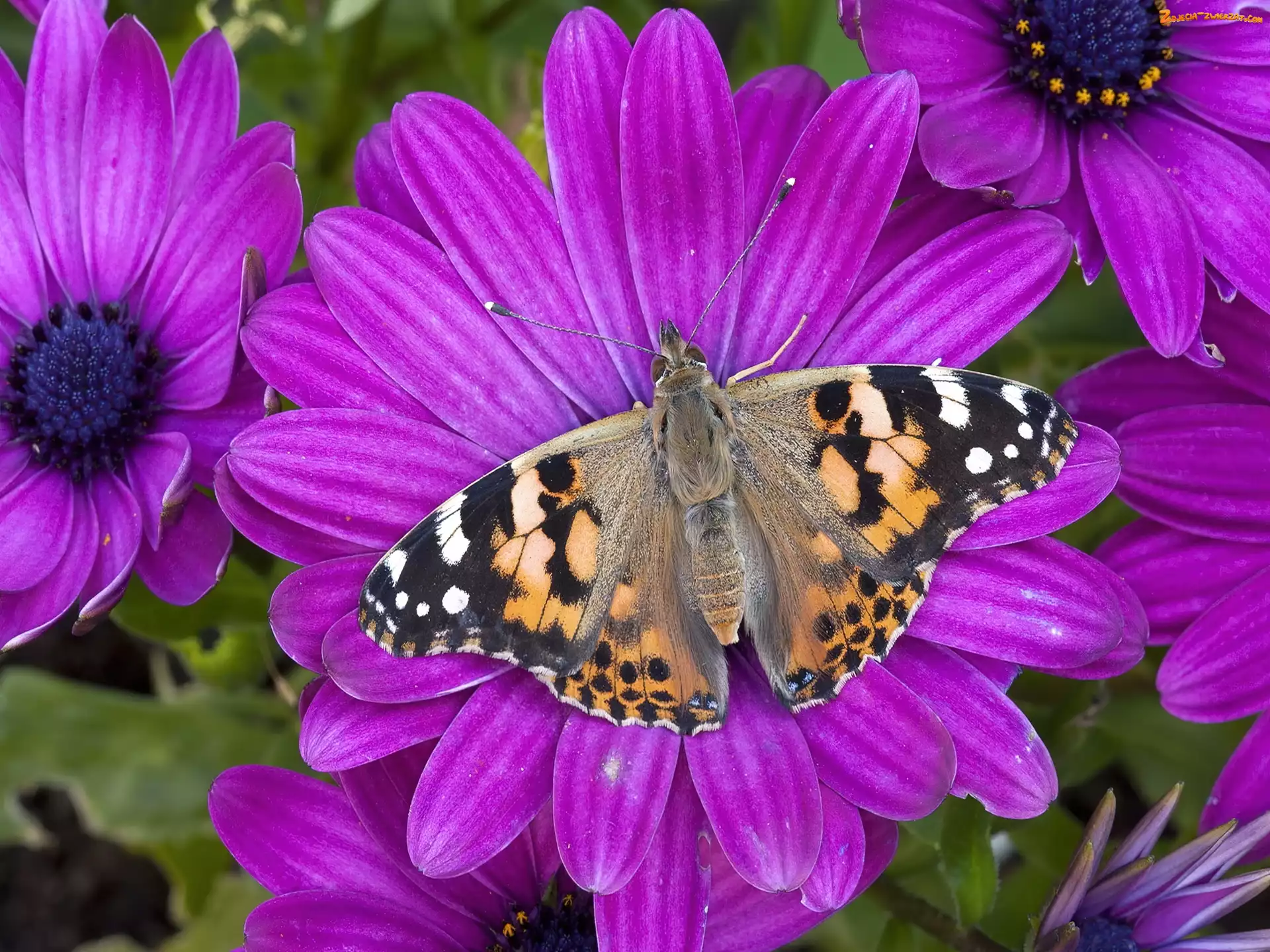 Kwiaty, Motyl, Purpurowe