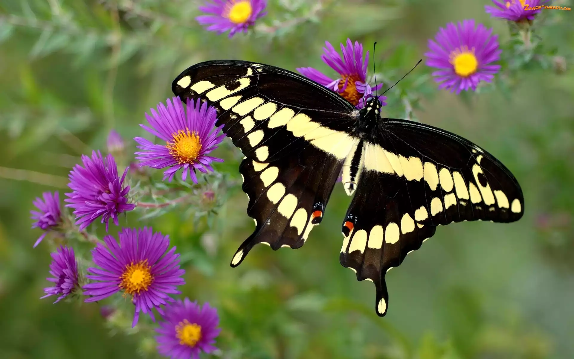 Kwiaty, Motyl, Purpurowe
