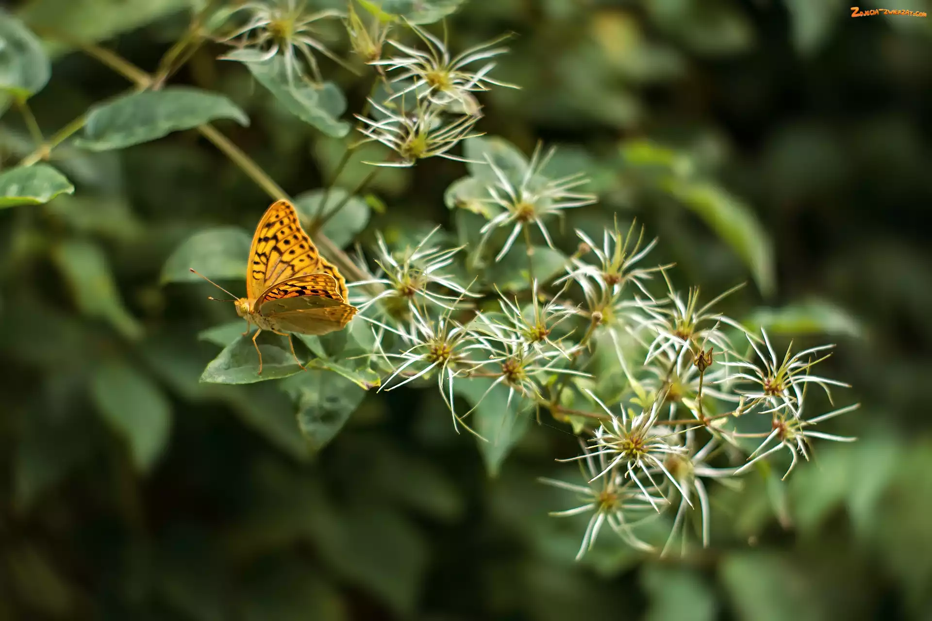 Kwiaty, Motyl, Roślina