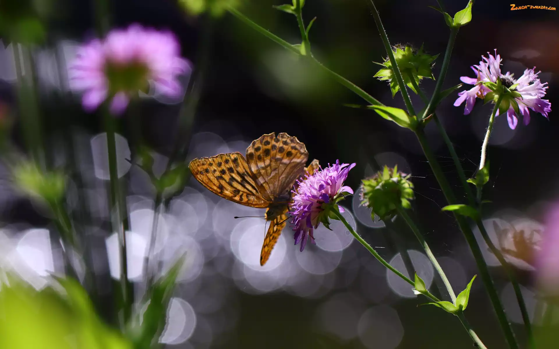 Lato, Kwiaty, Bokeh, Motyl