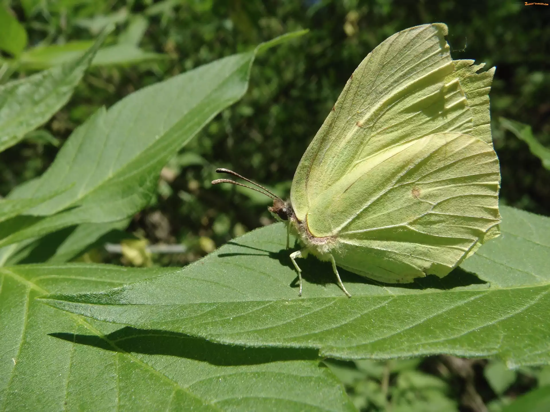 Motyl, Liść, Owad, Latolistek cytrynek