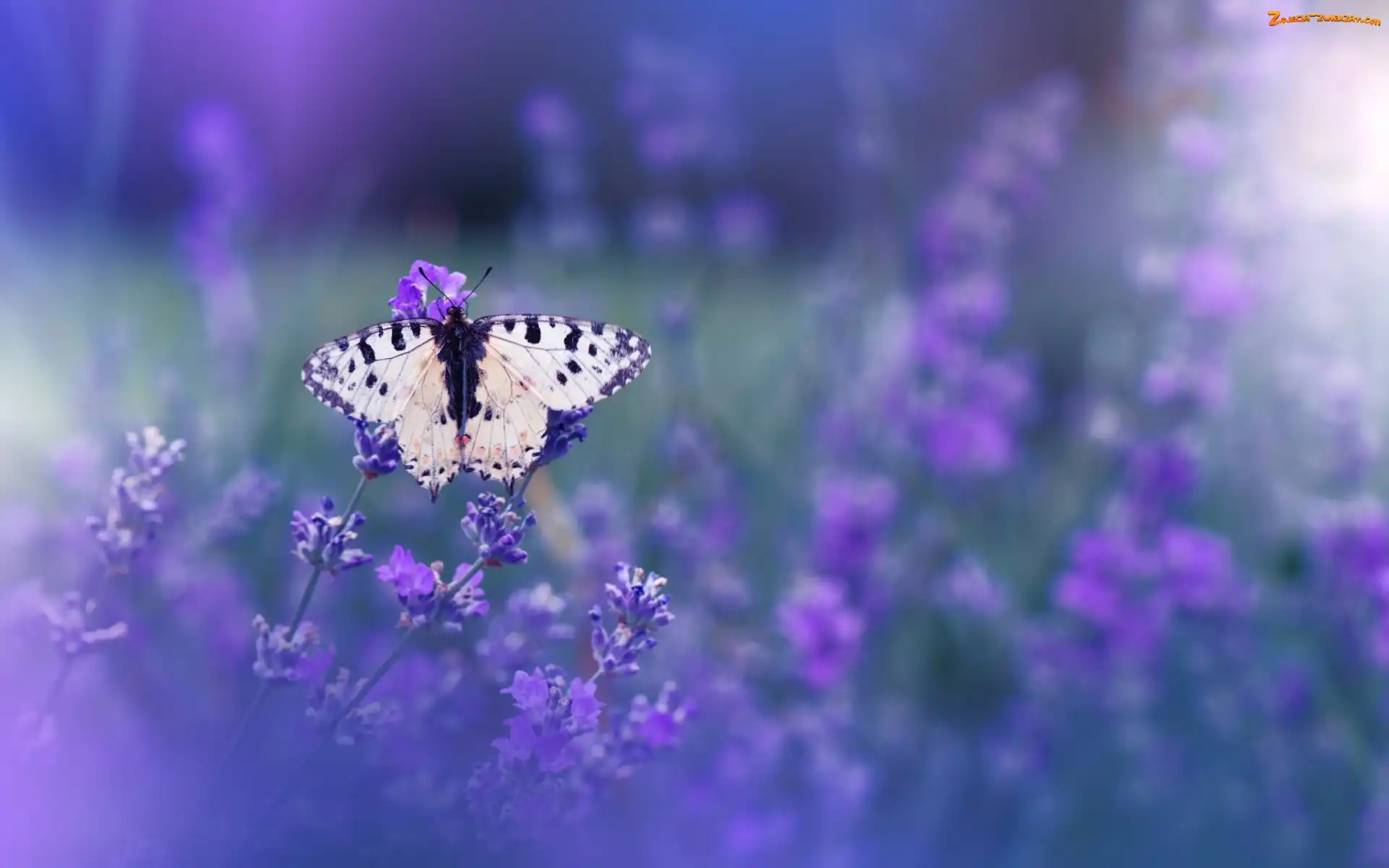 Lawenda, Motyl, Kwiaty