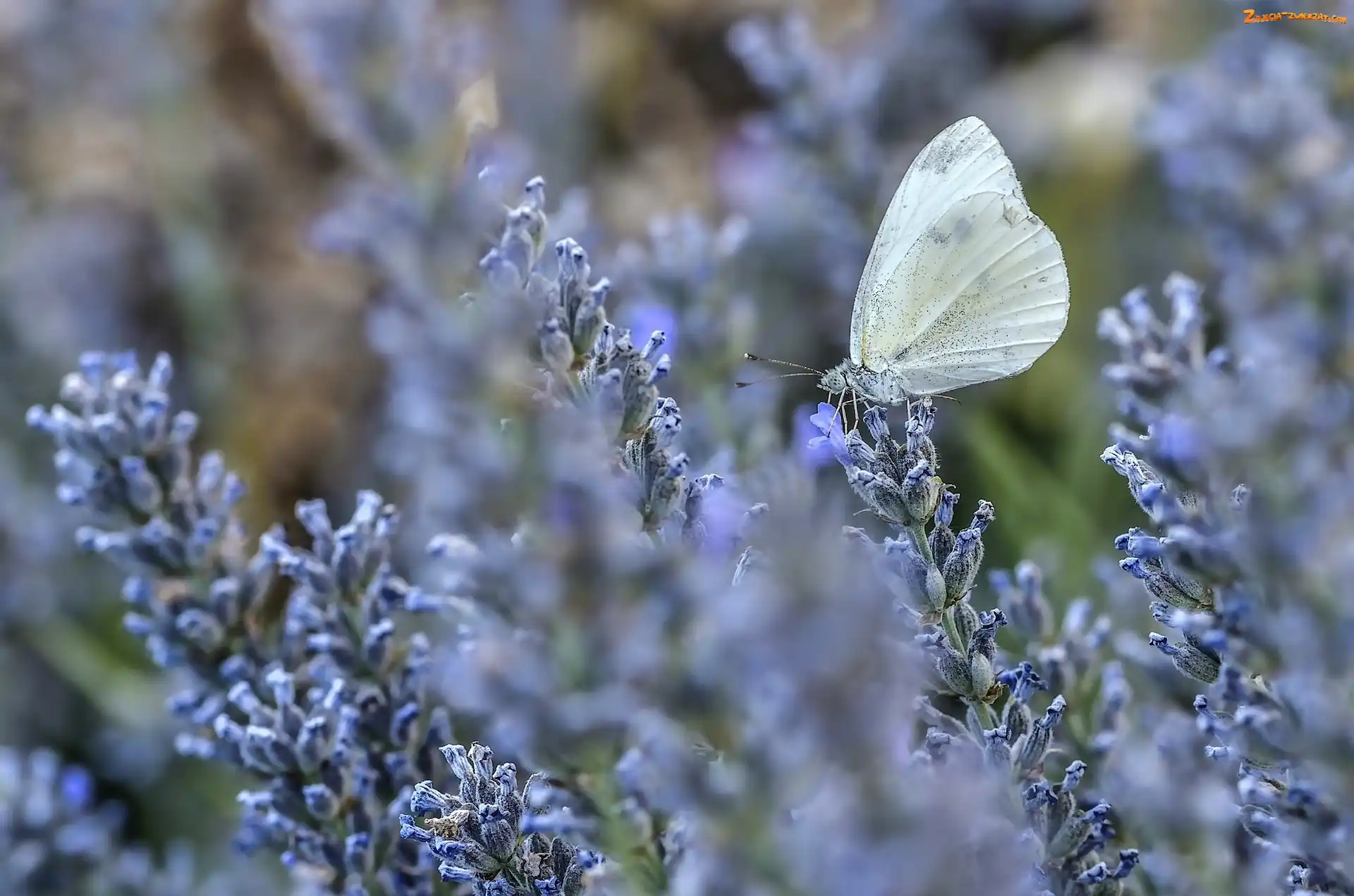 Lawenda, Motyl, Motylek