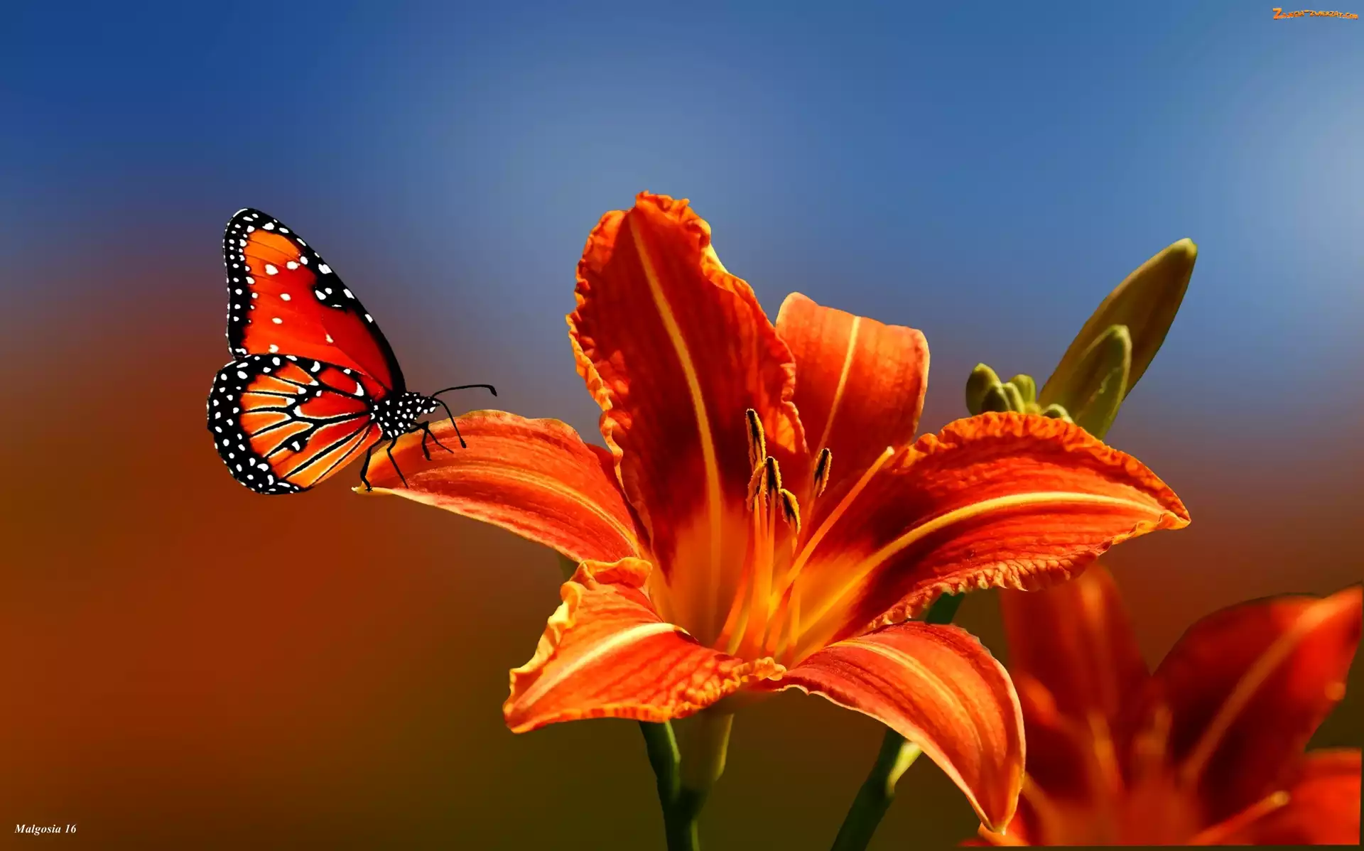 Liliowiec, Motyl, Pomarańczowa