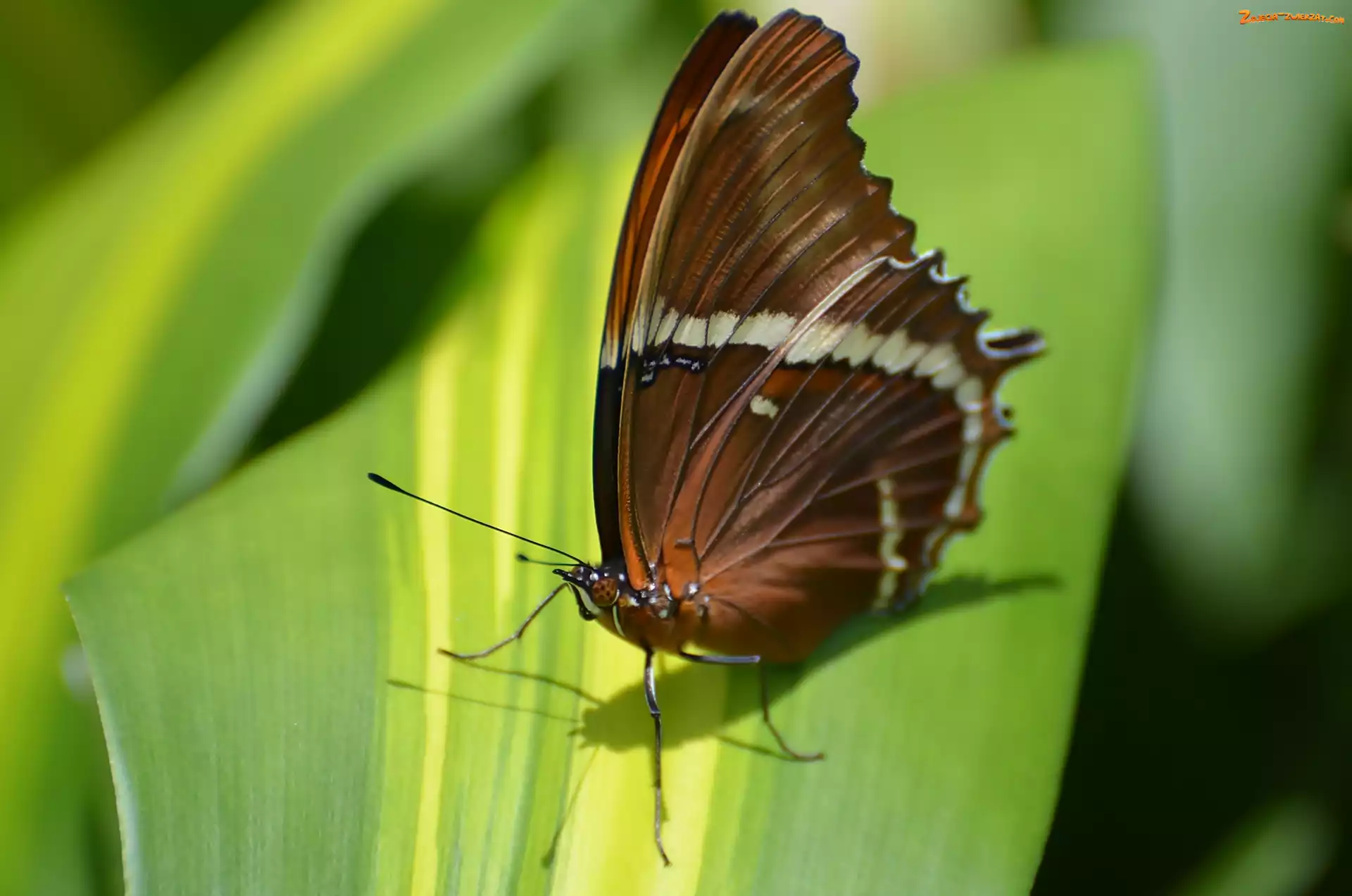 Liść, Motyl, Owad