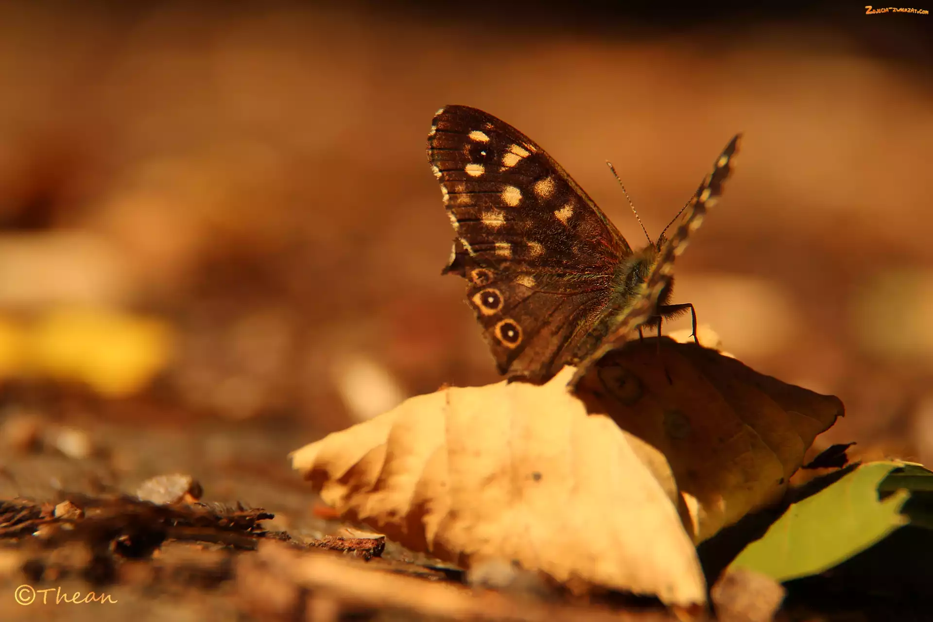 Liść, Motyl, Suchy
