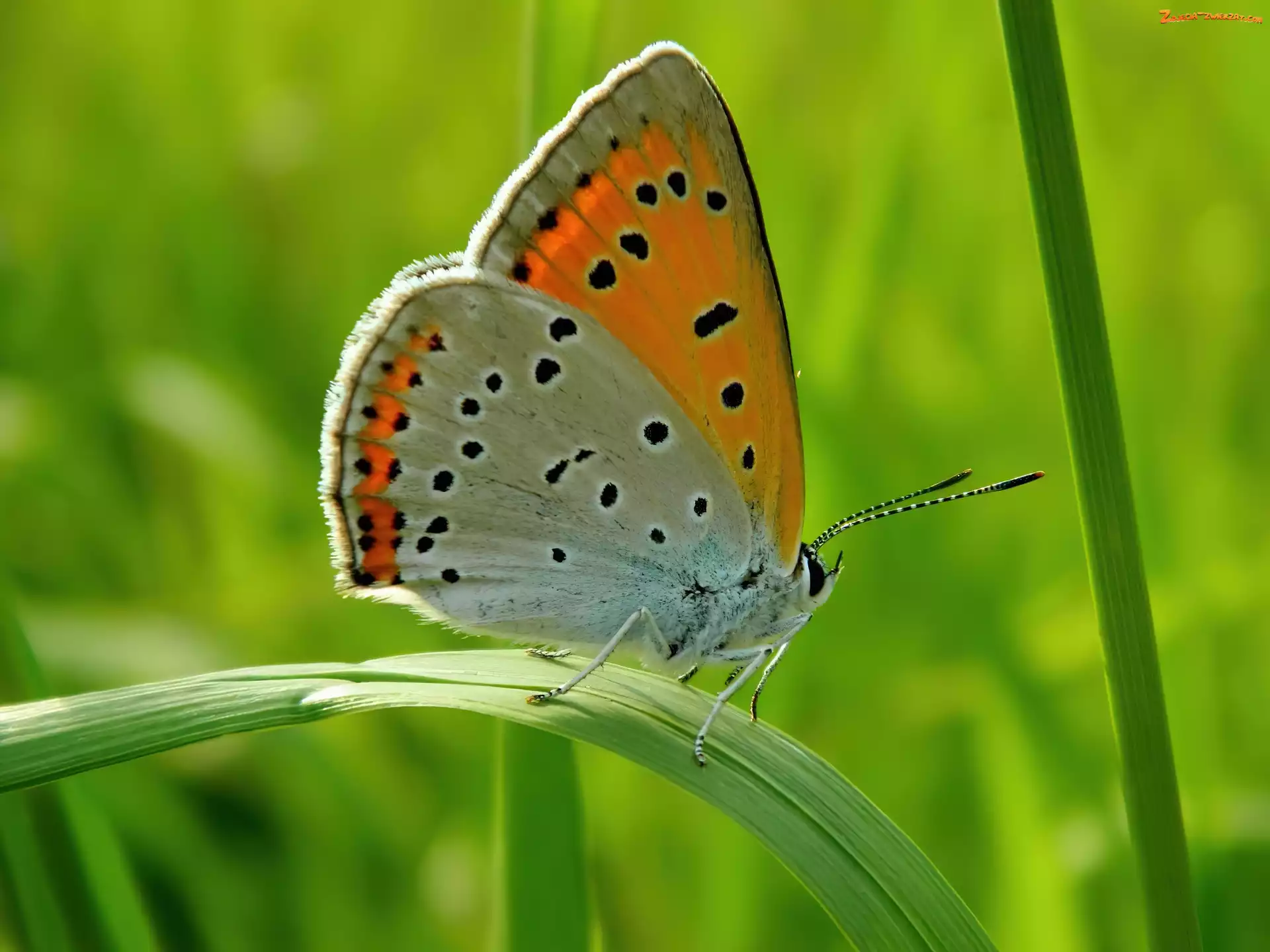 Liście, Motyl, Kwiaty
