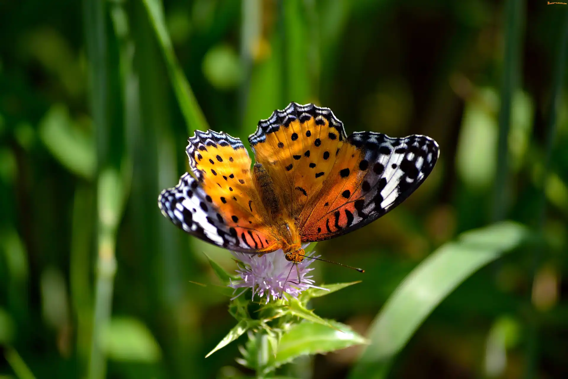 Listki, Motyl, Kwiatek