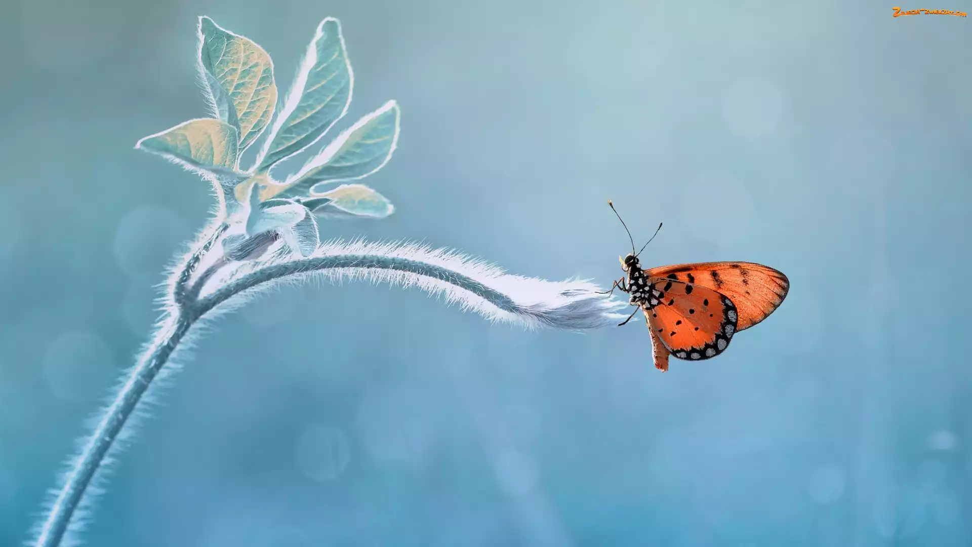 Listki, Motyl, Łodyga
