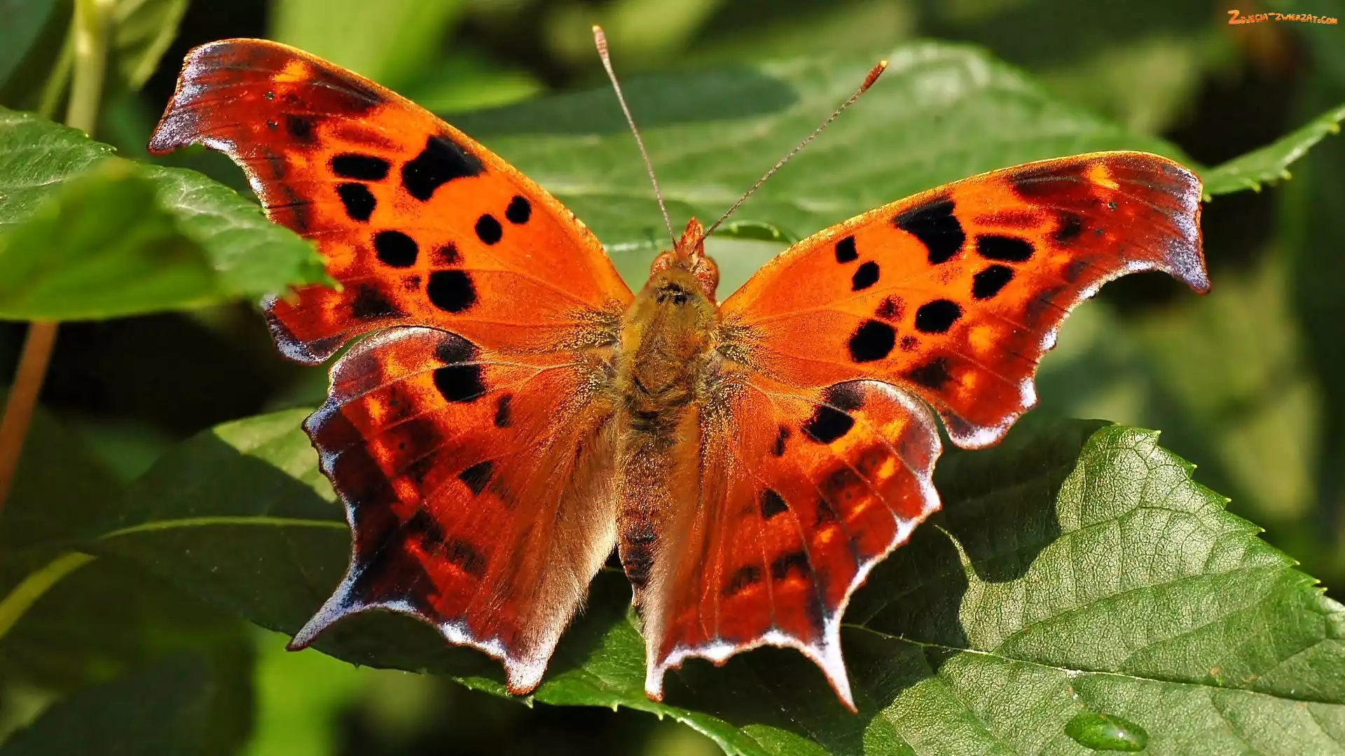 Motyl, Listki