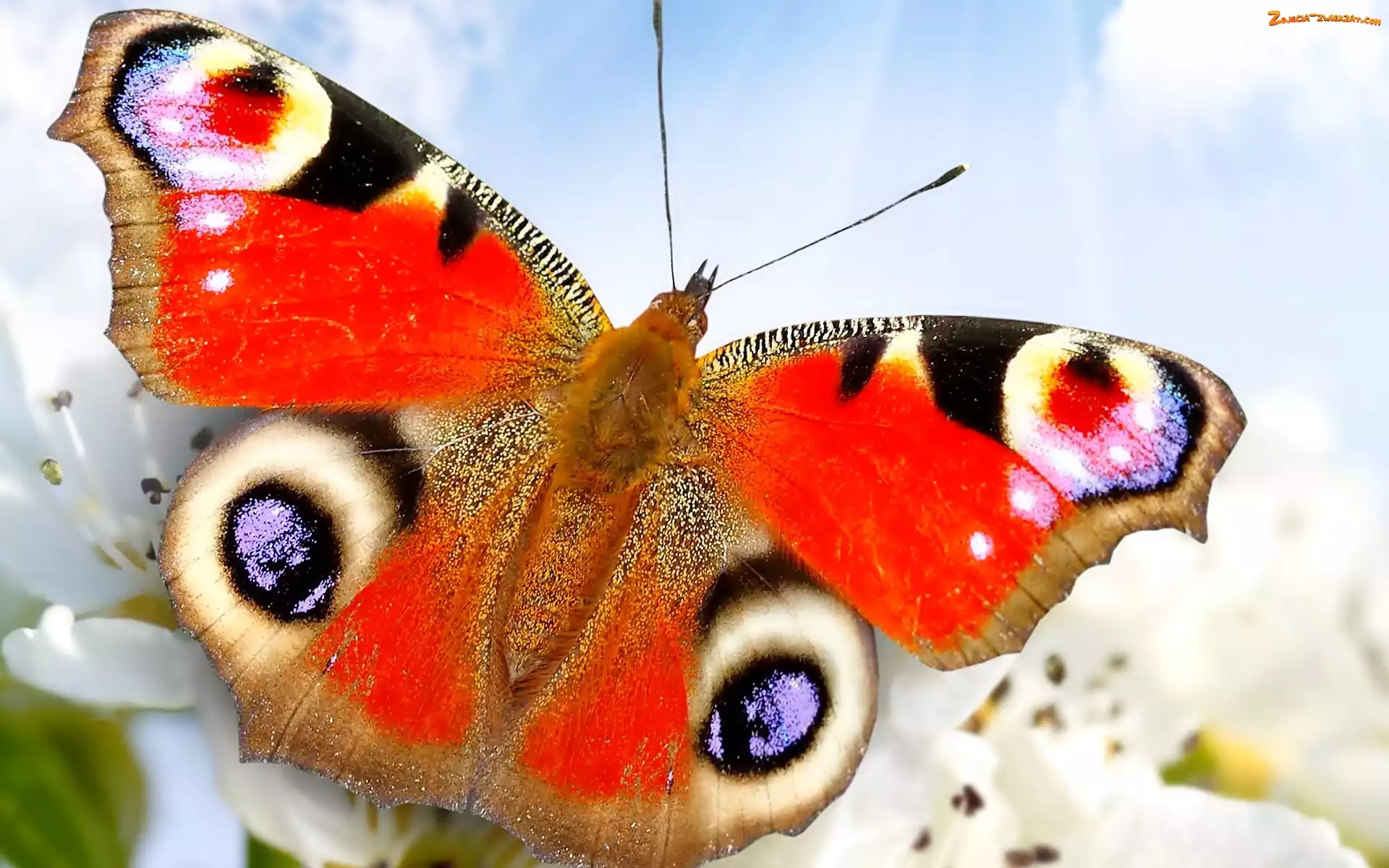 Motyl, Makro