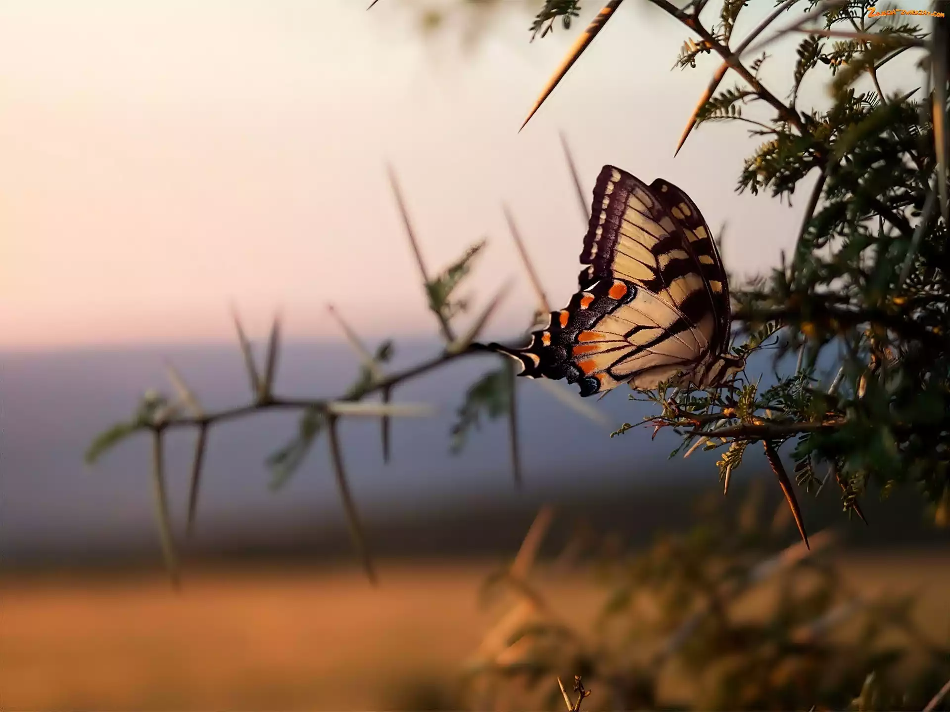 Makro, Motyl, Gałązka