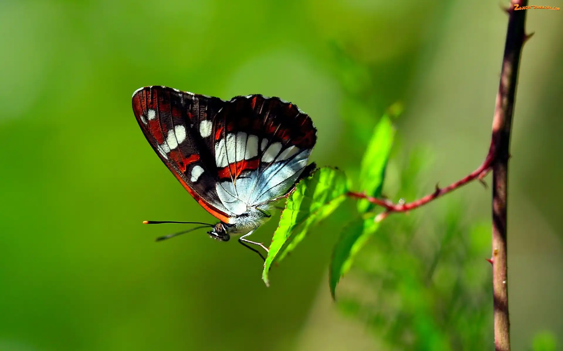 Makro, Motyl, Gałązka