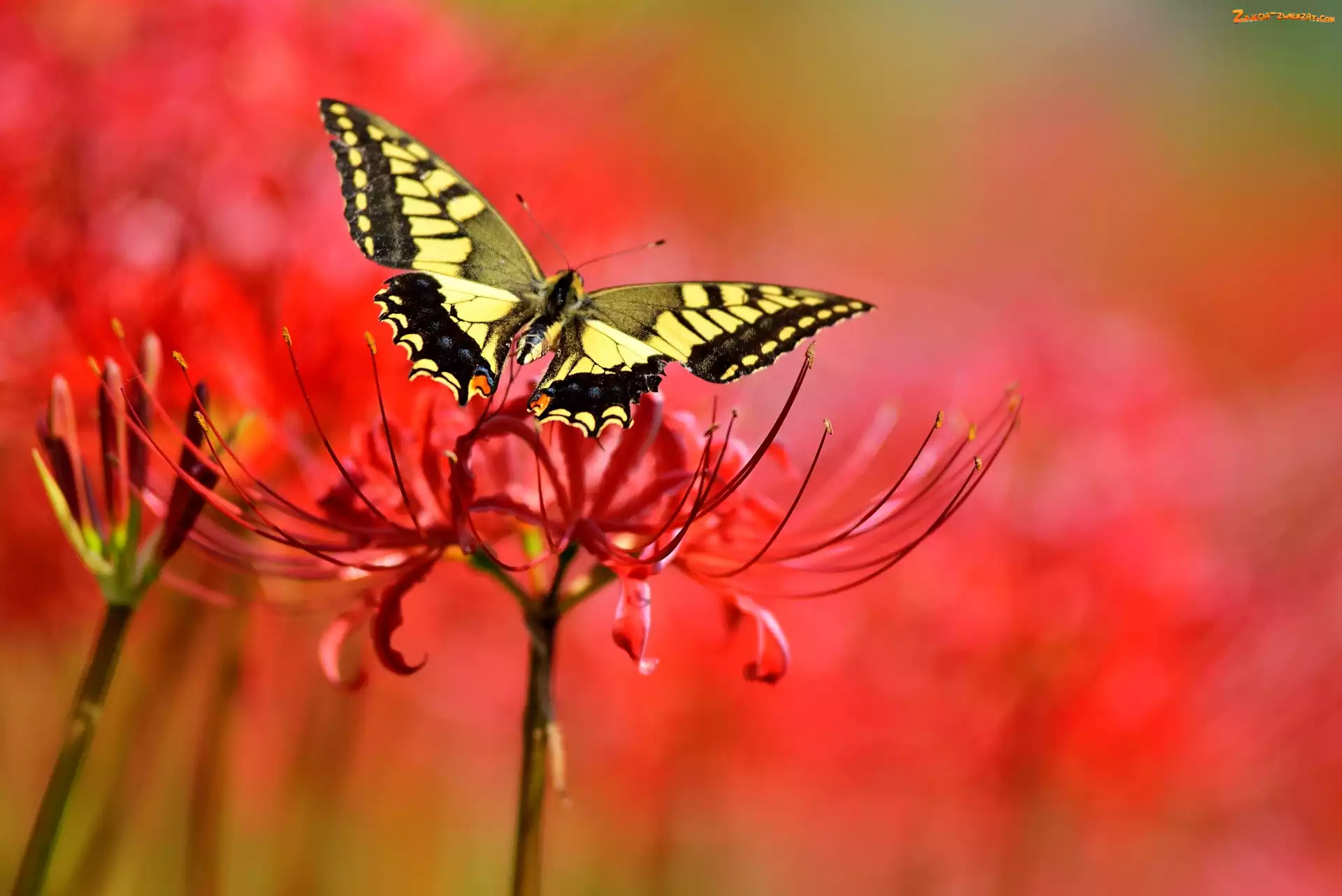Makro, Motyl, Kwiat