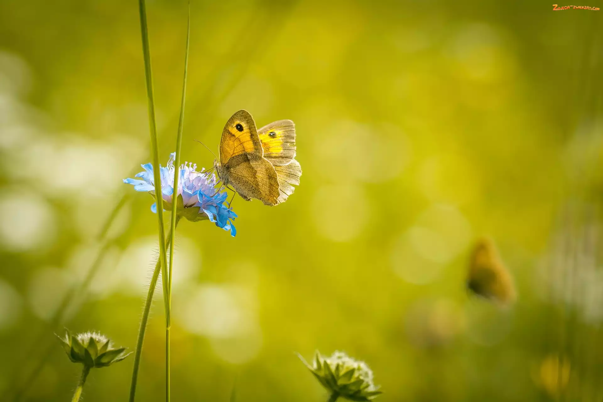Makro, Motyl, Kwiat