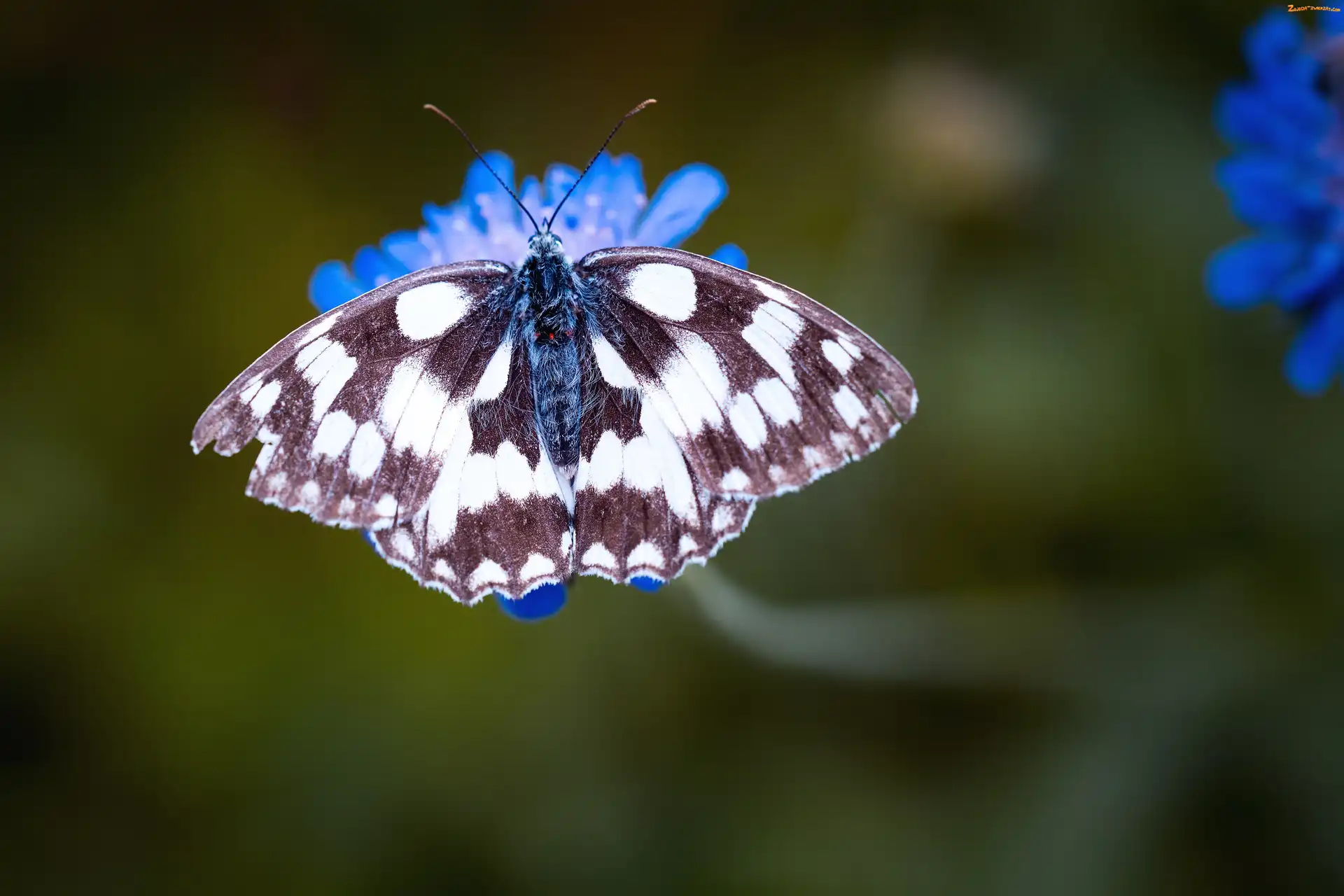 Makro, Motyl, Kwiat
