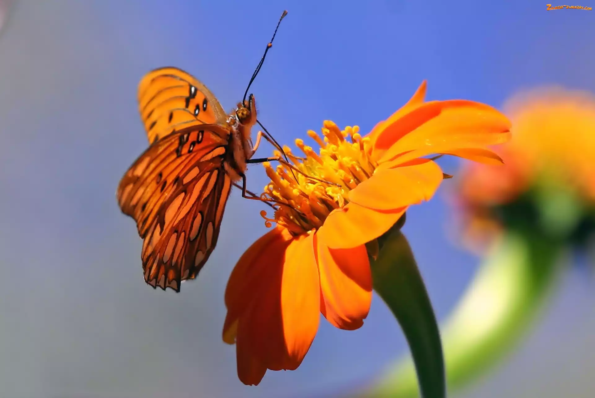 Makro, Motyl, Kwiat