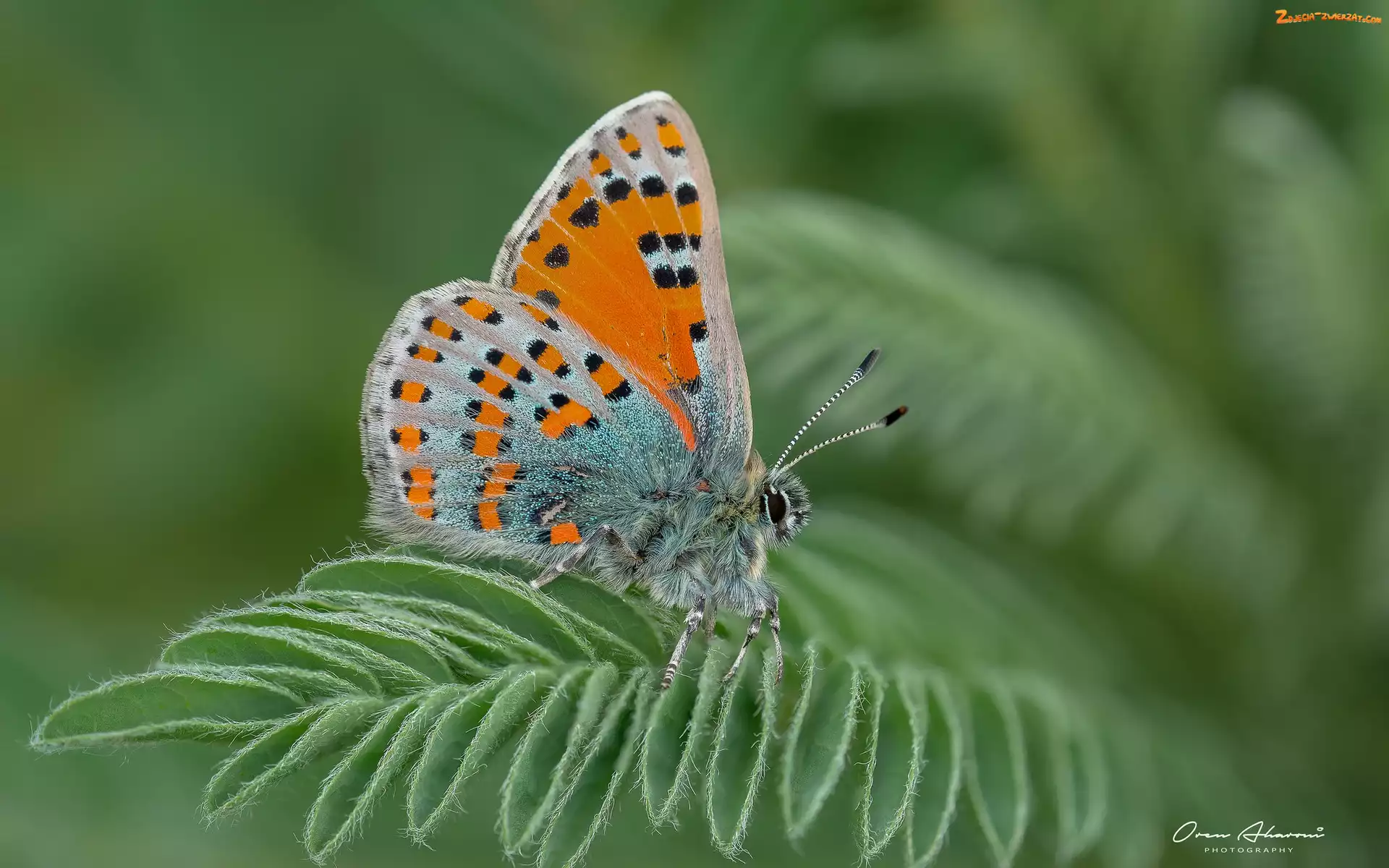 Makro, Motyl, Liść