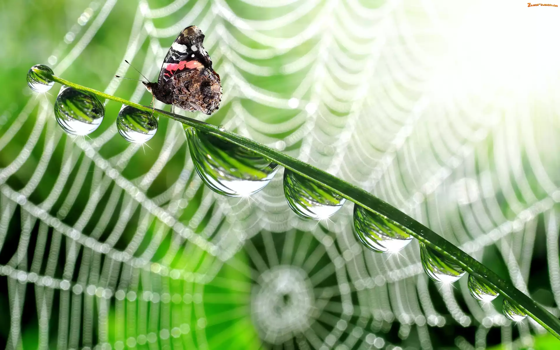 Motyl, Rosy, Pajęczyna, Makro, Krople