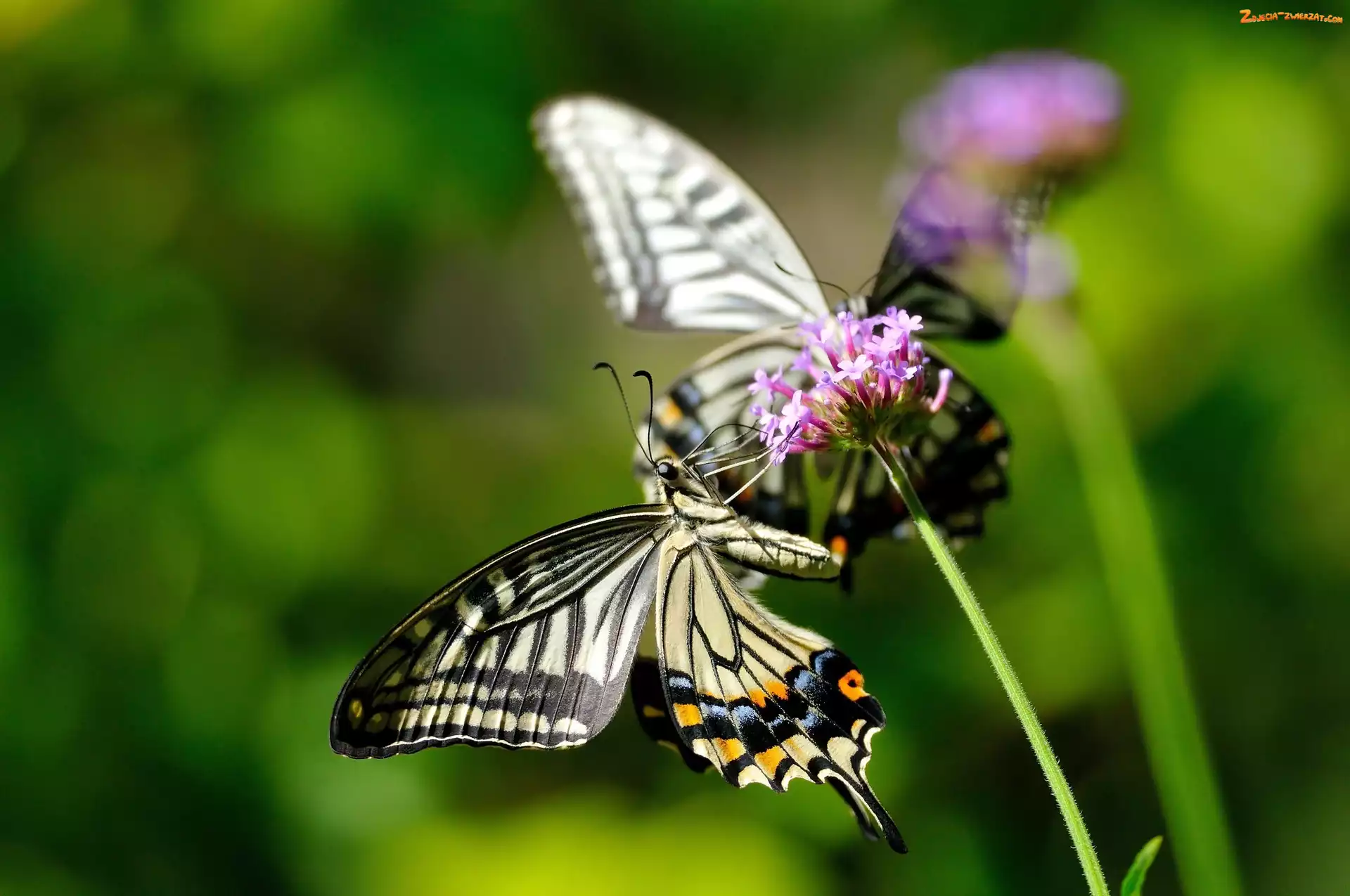 Makro, Motyl, Roślina
