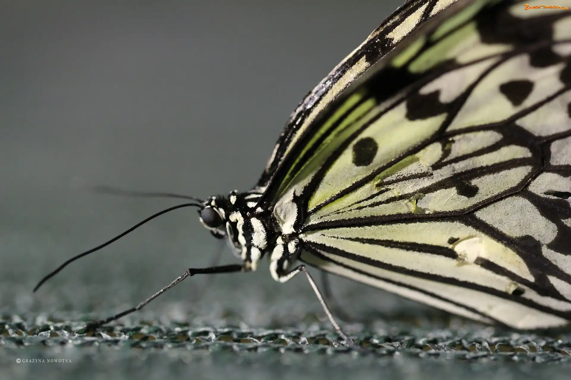 Makro, Motyl, Skrzydła