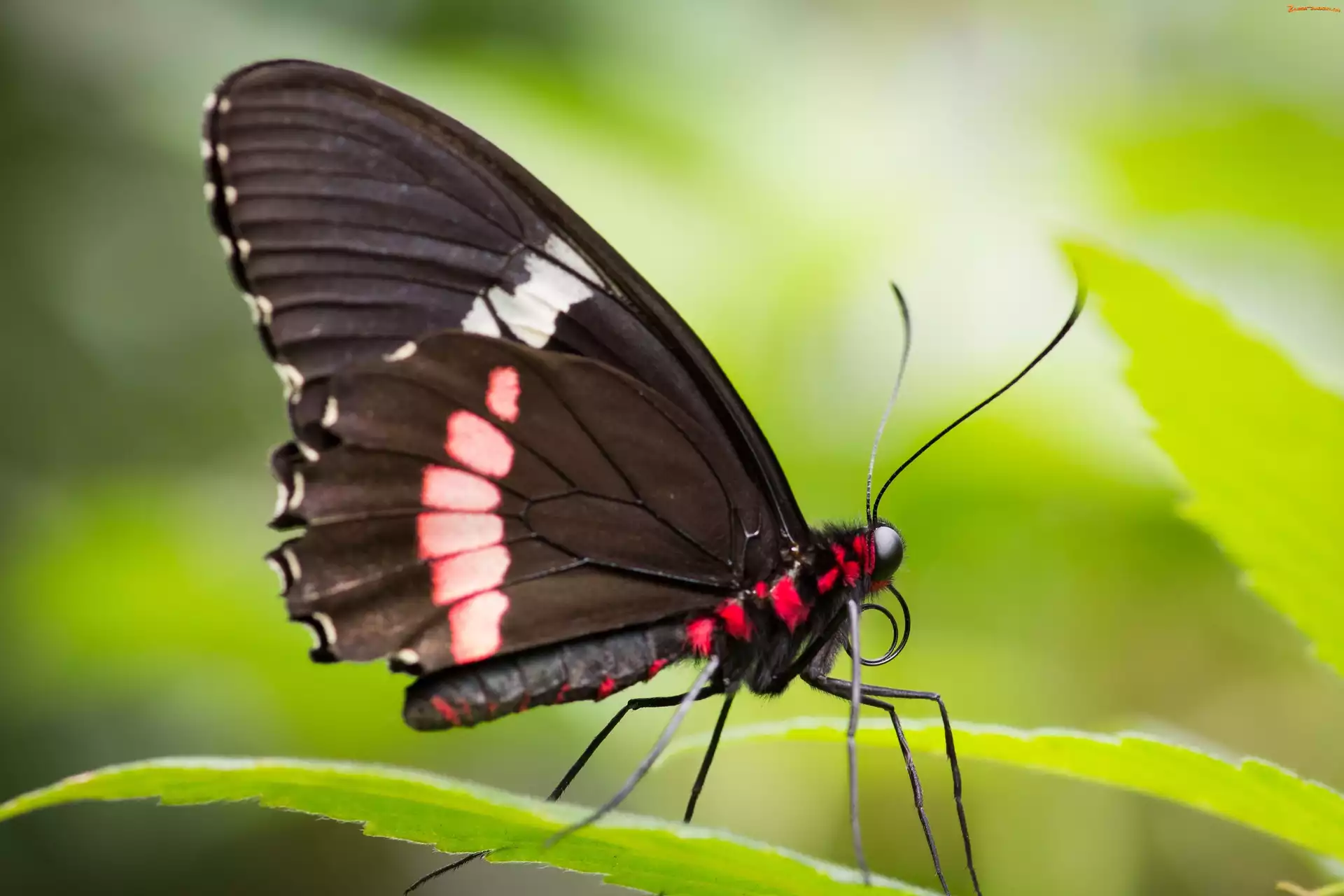 Motyl, Makro