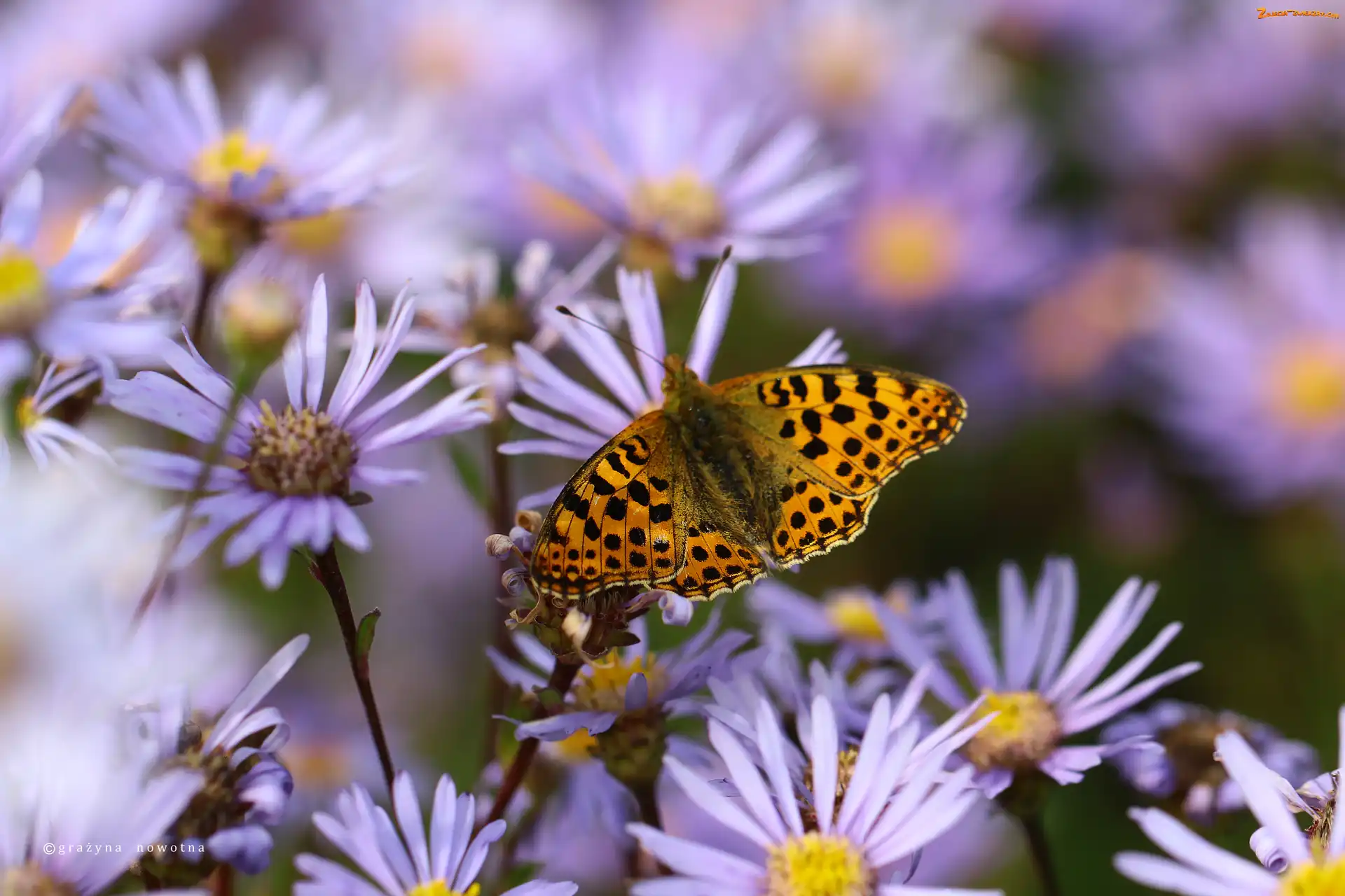 Motyl, Astry, Perłowiec Malinowiec, Owad