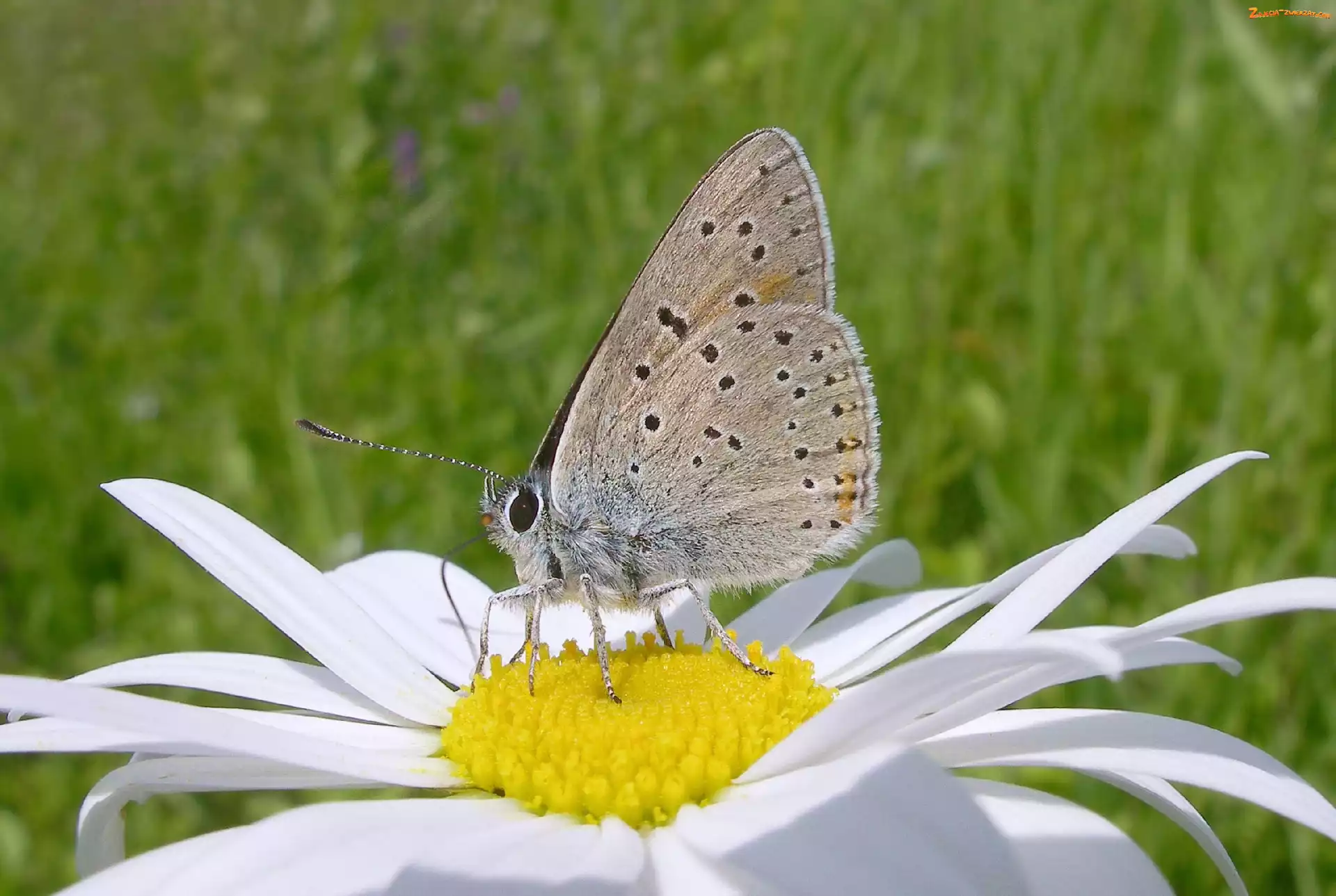Margerytka, Motyl, Kwiat