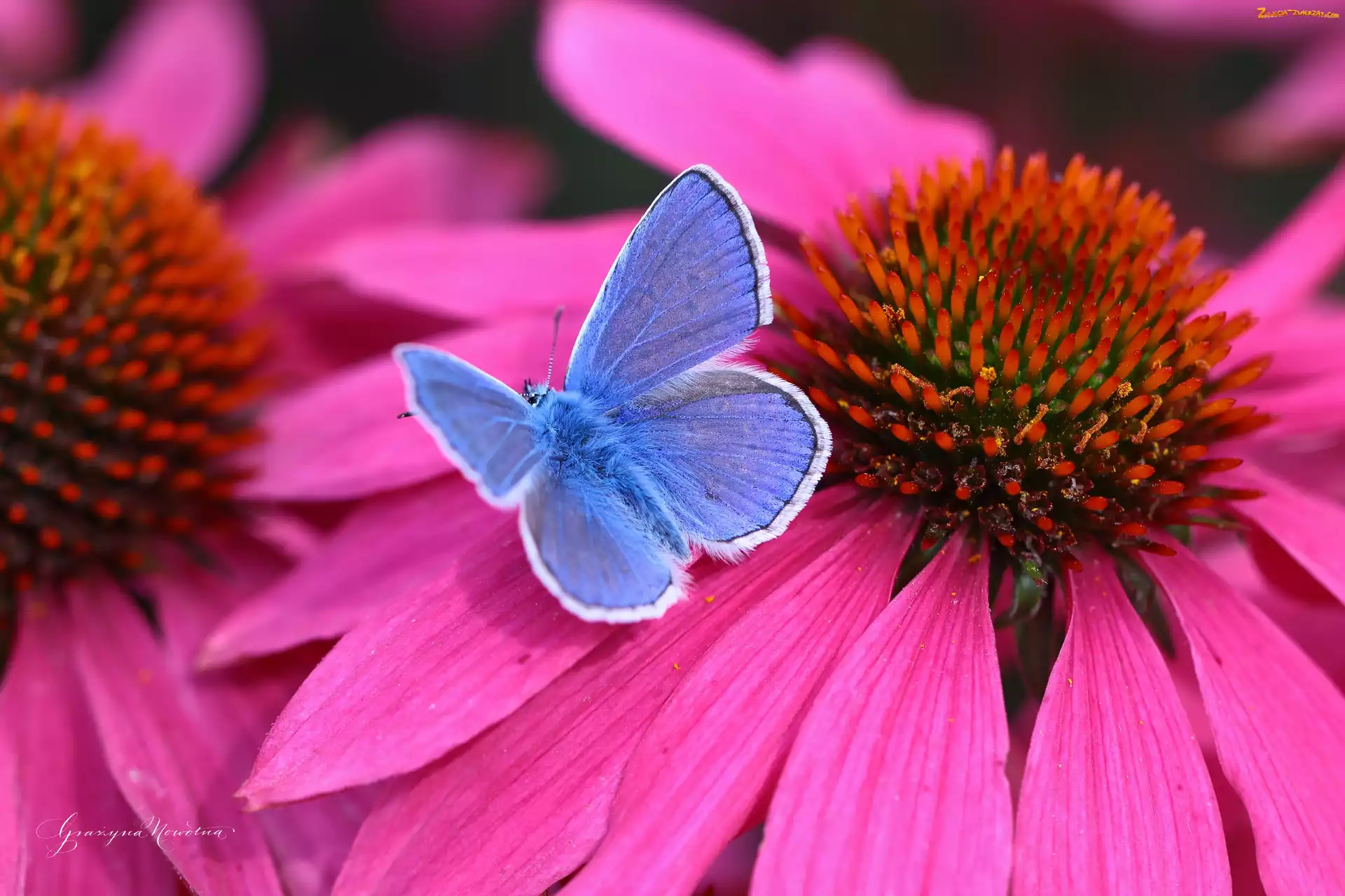 Motyl, Kwiat, Modraszek, Jeżówka