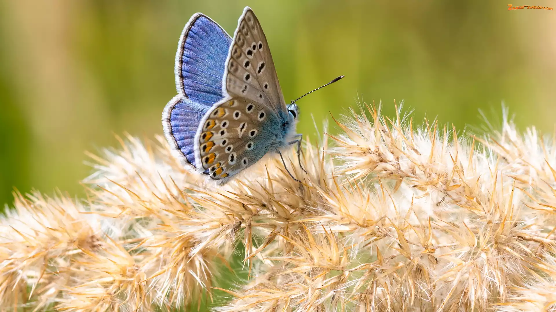 Motyl, Roślina, Niebieski, Modraszek ikar