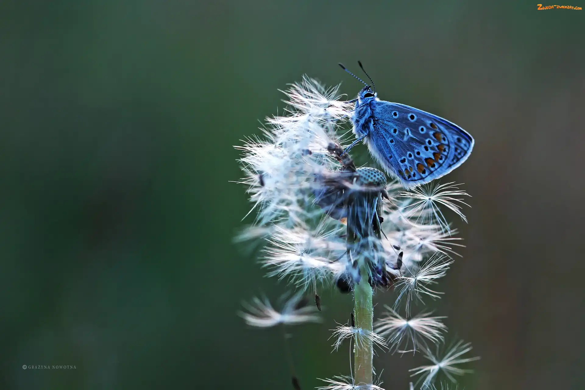 Motyl, Mniszek Pospolity, Modraszek, Dmuchawiec