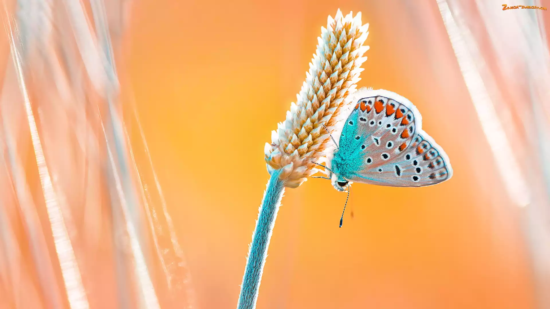 Motyl, Żółte tło, Roślina, Modraszek ikar