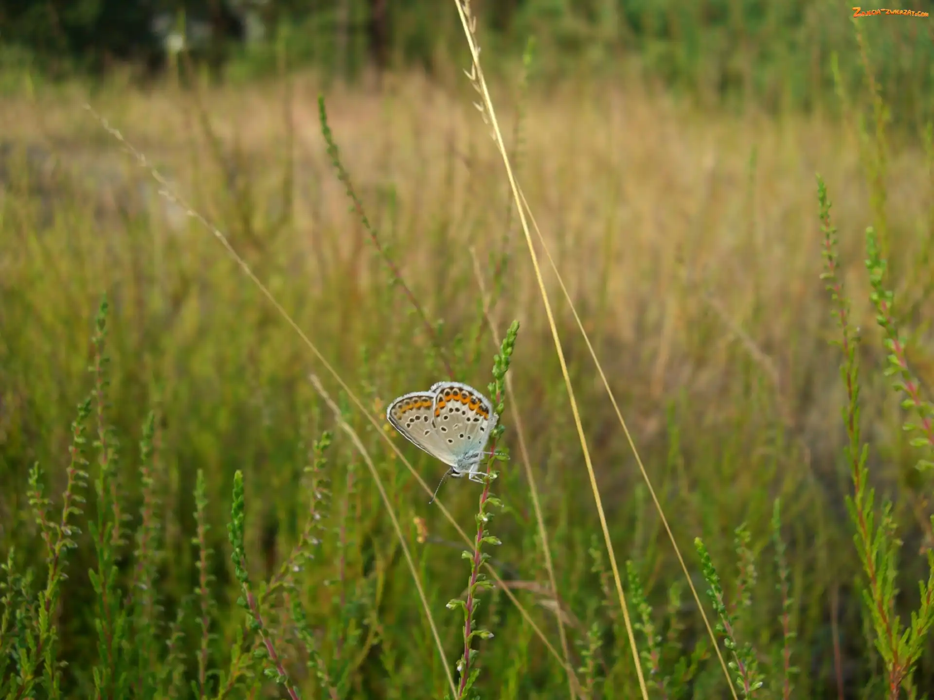 Motyl, Trawy, Modraszek, Źdźbła