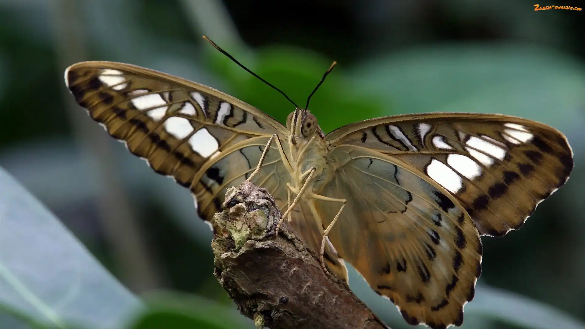 Motyl, Motylek